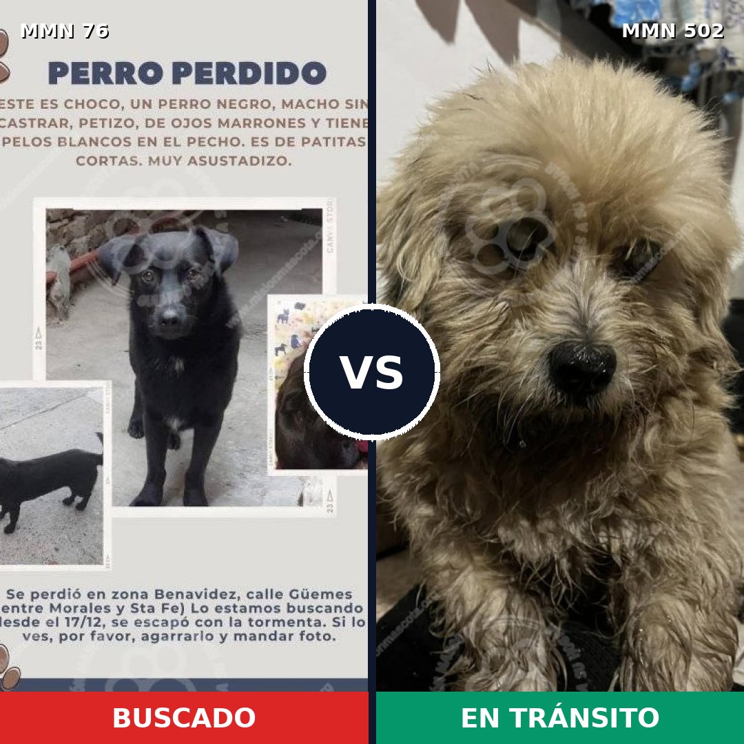 Comparativa MMS 2578: mascota perdida y mascota encontrada, 11% de similitud