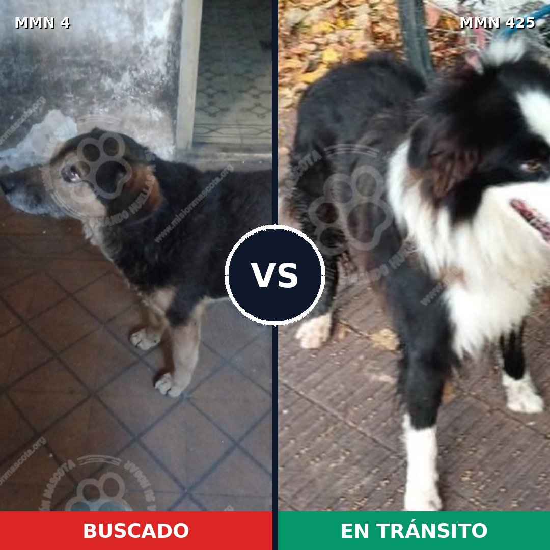 Comparativa MMS 258: mascota perdida y mascota encontrada, 69% de similitud