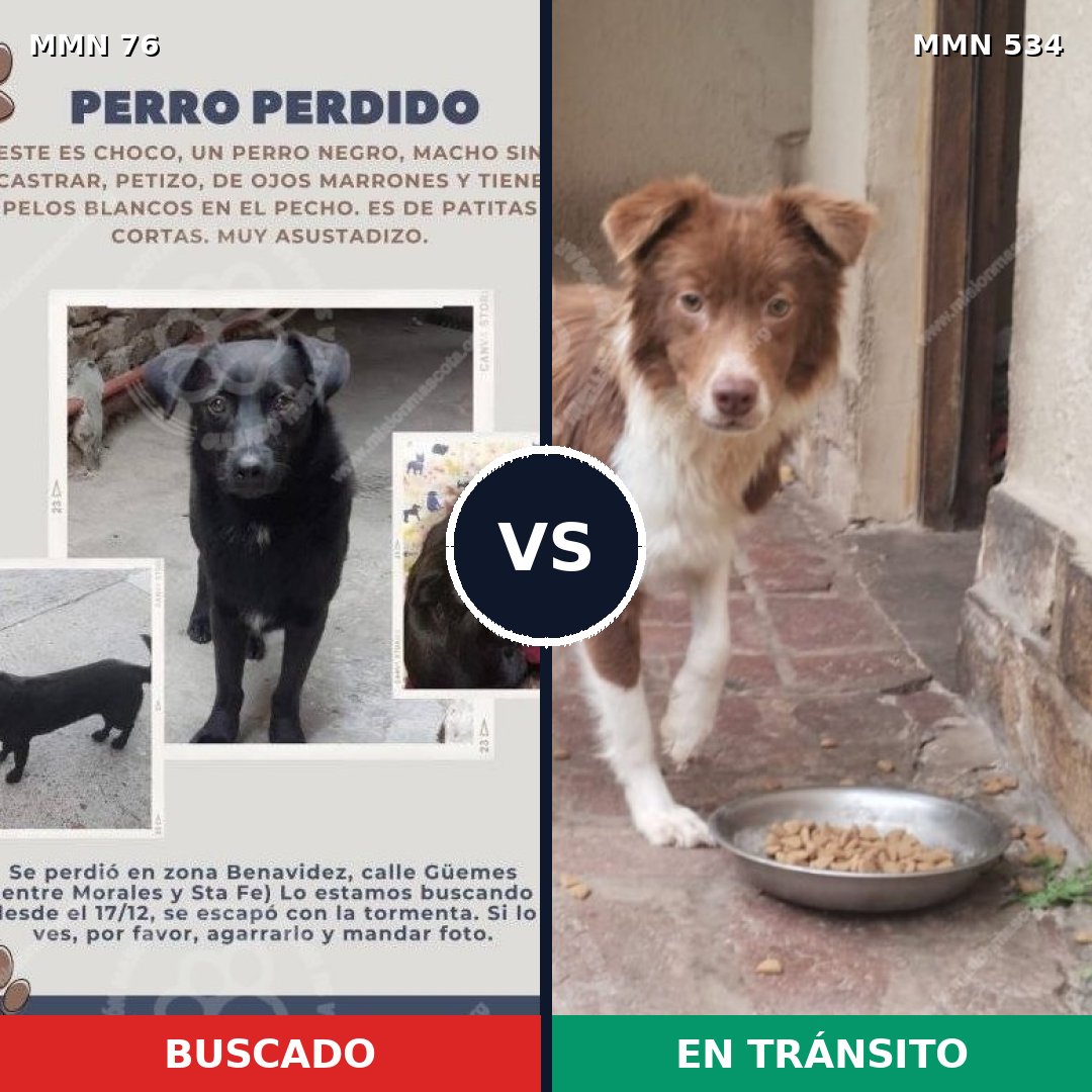 Comparativa MMS 2581: mascota perdida y mascota encontrada, 47% de similitud