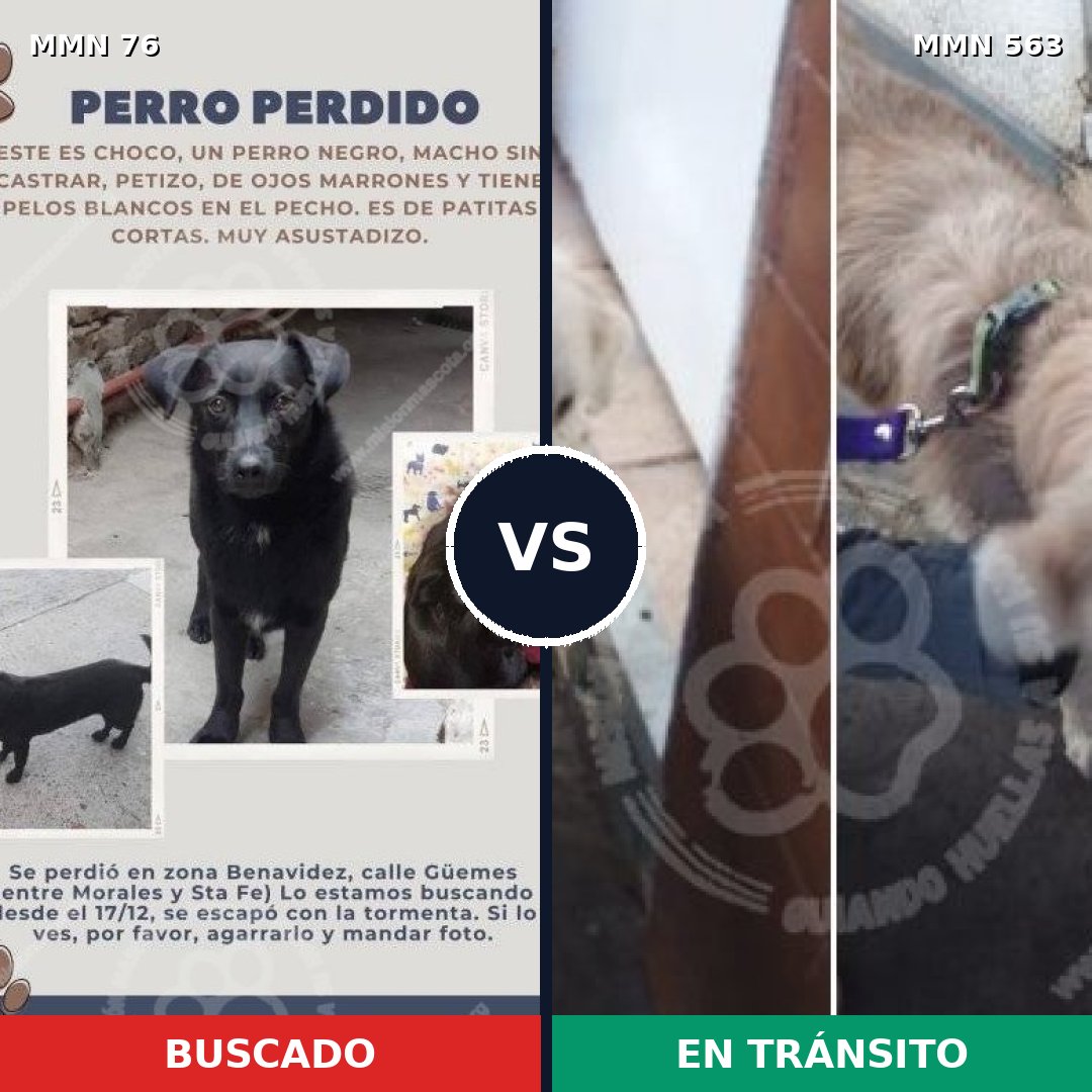 Comparativa MMS 2585: mascota perdida y mascota encontrada, 54% de similitud