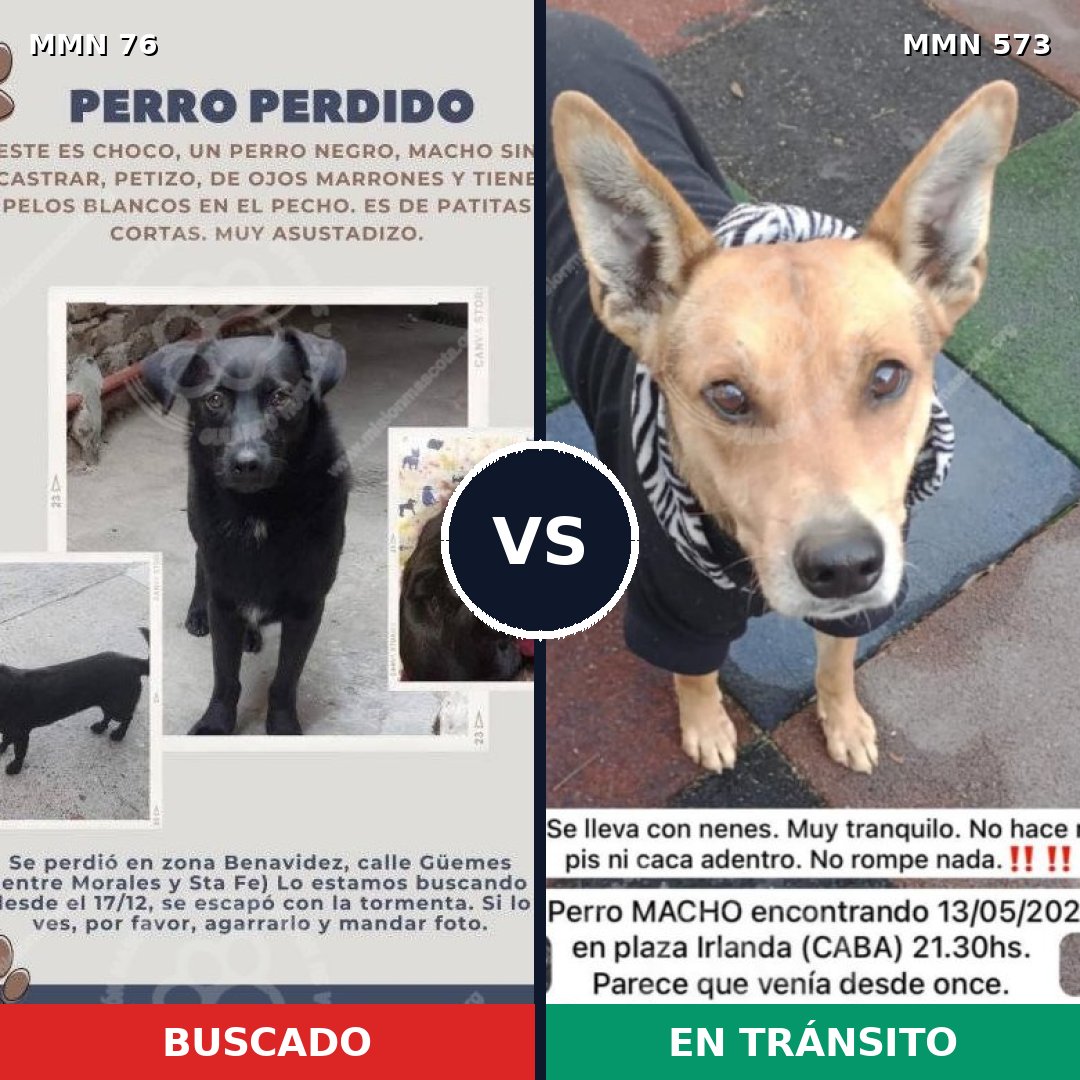 Comparativa MMS 2586: mascota perdida y mascota encontrada, 39% de similitud