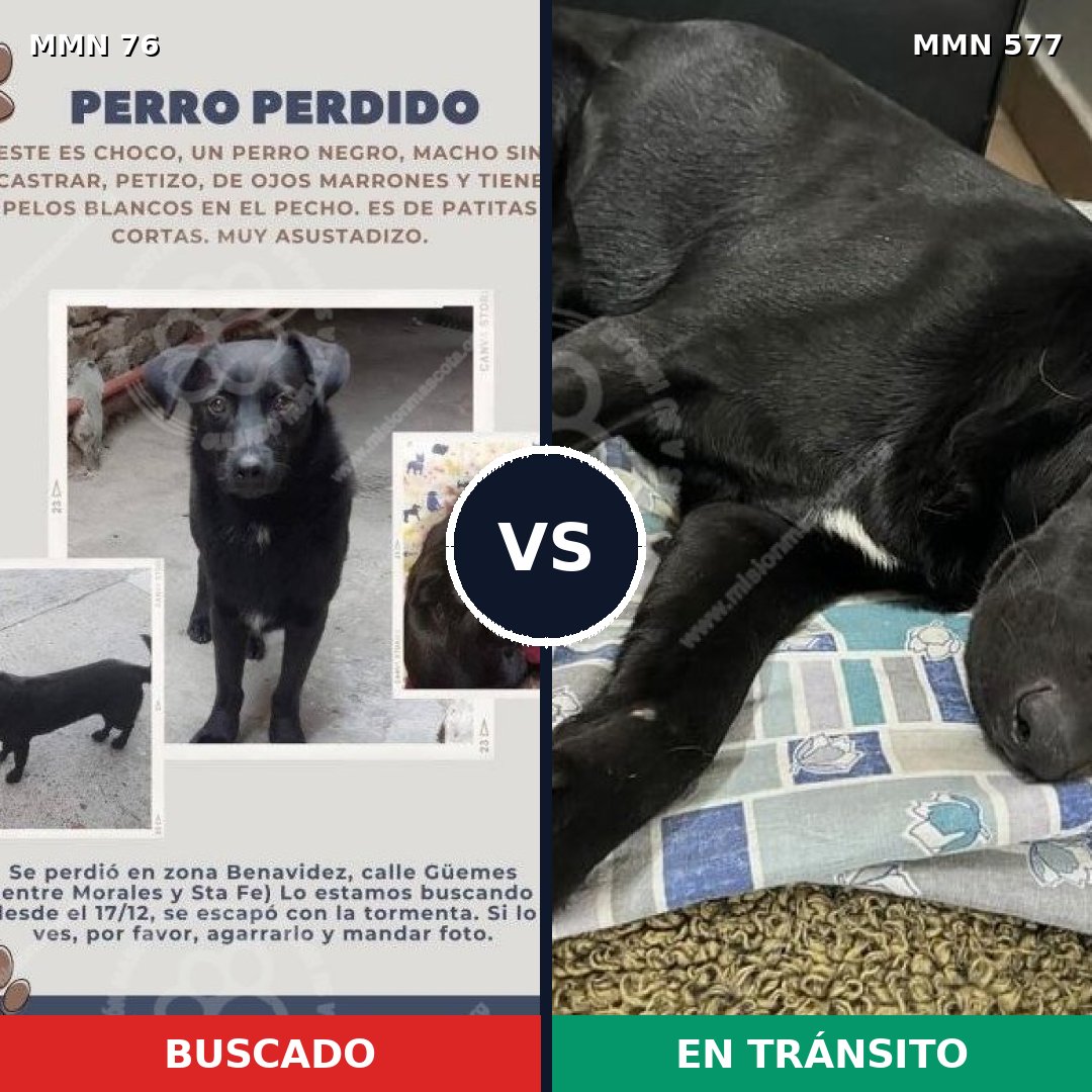 Comparativa MMS 2587: mascota perdida y mascota encontrada, 49% de similitud