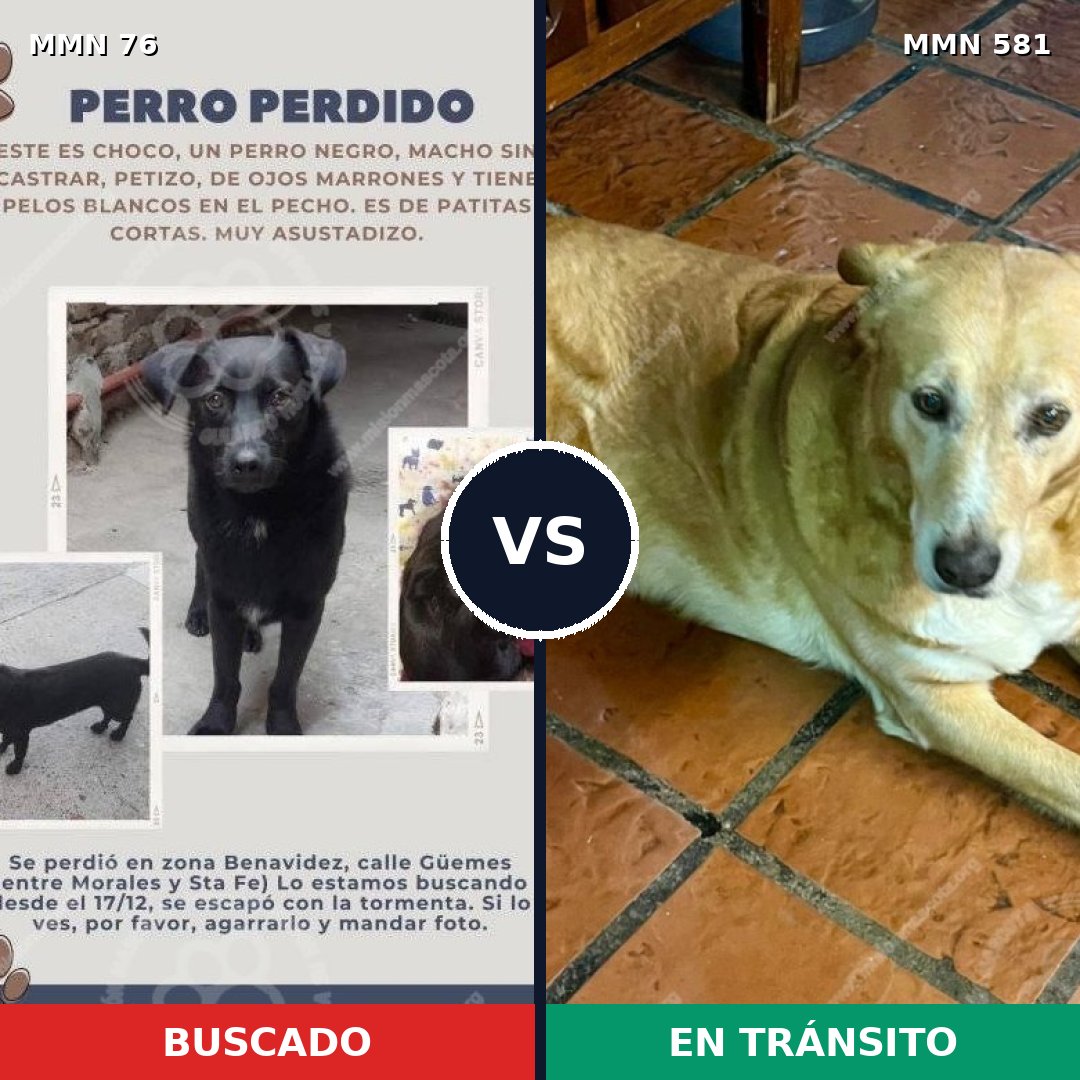 Comparativa MMS 2588: mascota perdida y mascota encontrada, 26% de similitud