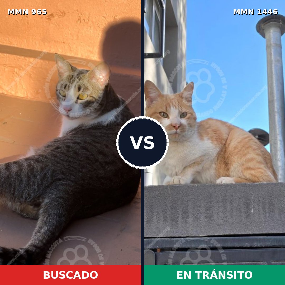 Comparativa MMS 25881: mascota perdida y mascota encontrada, 47% de similitud