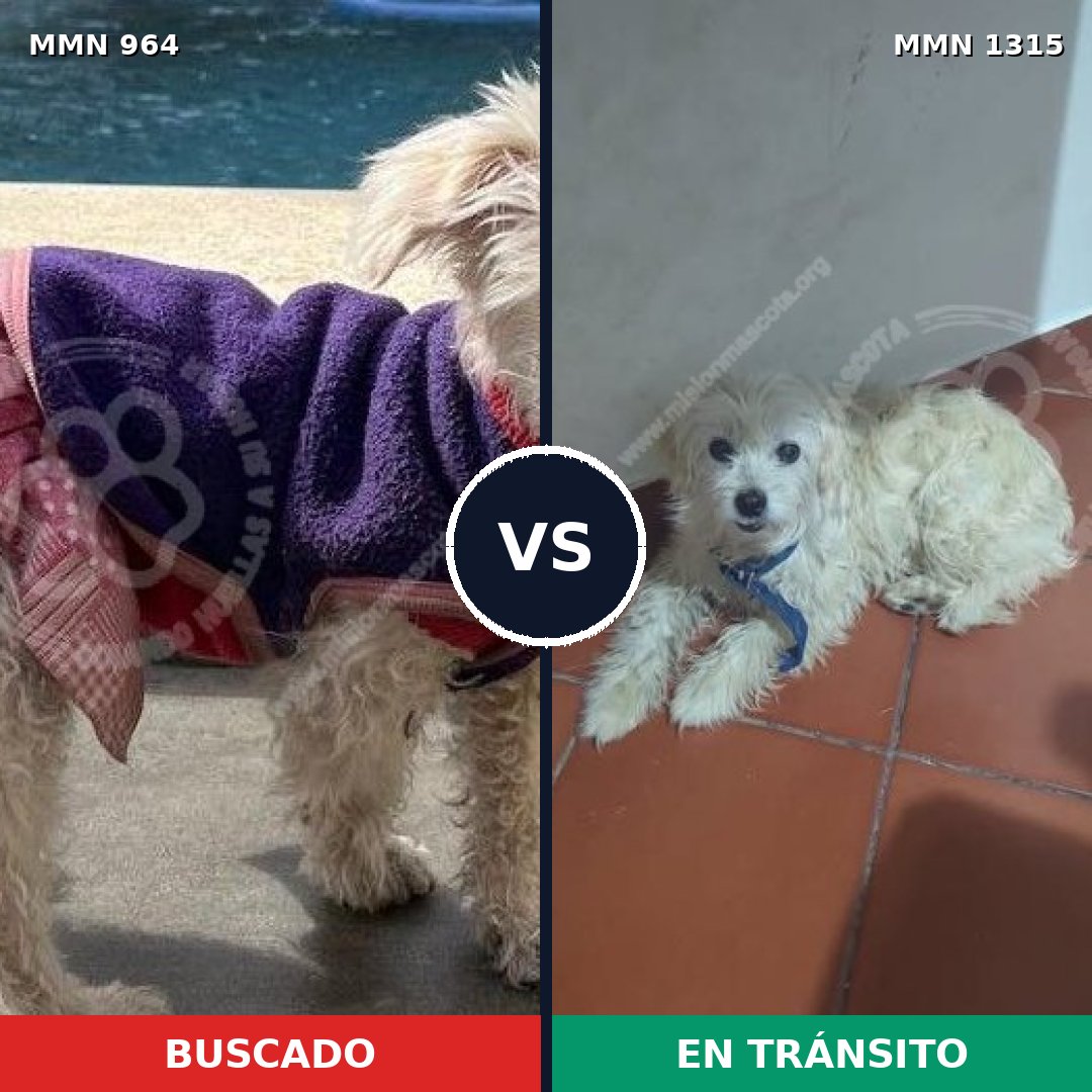 Comparativa MMS 25885: mascota perdida y mascota encontrada, 53% de similitud