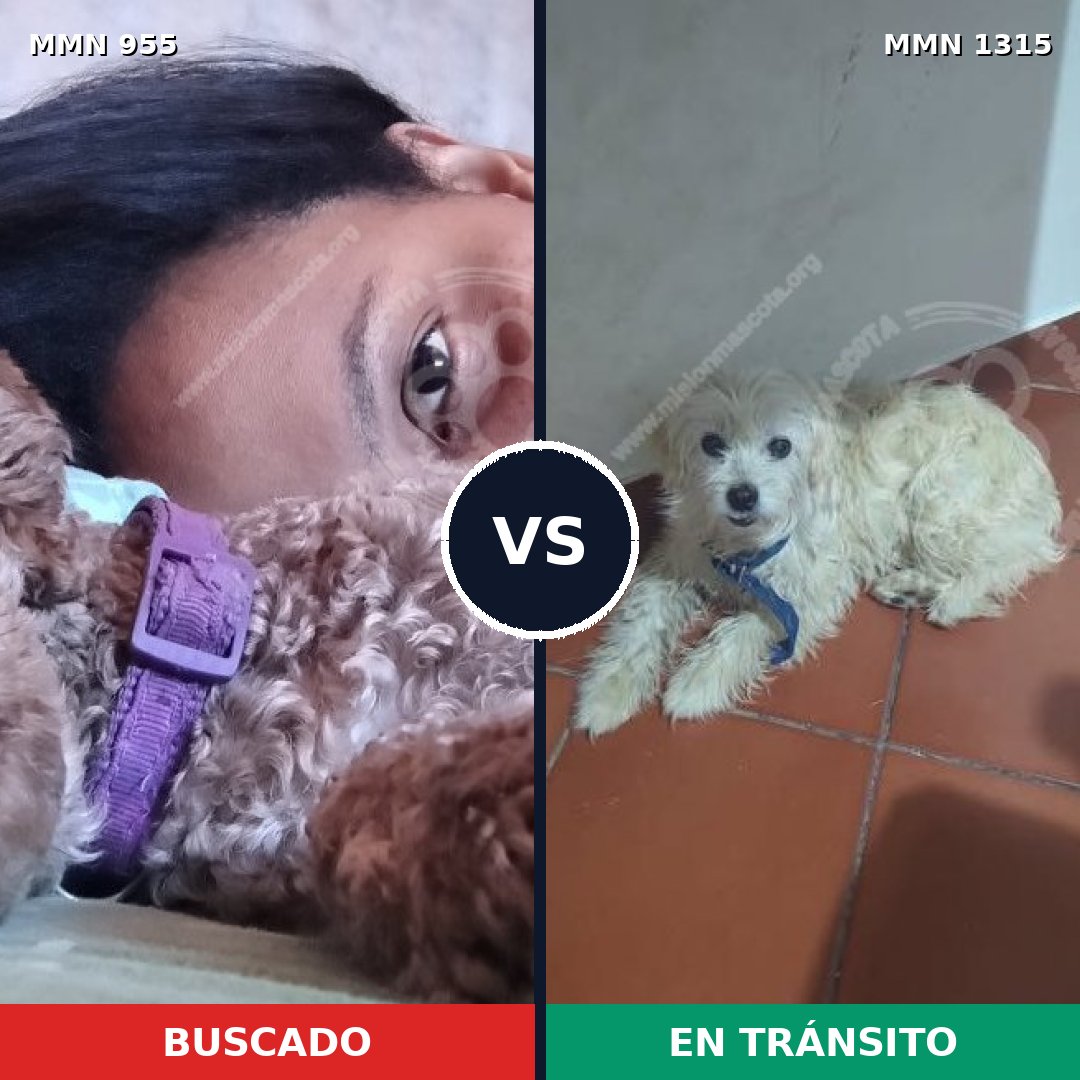 Comparativa MMS 25886: mascota perdida y mascota encontrada, 37% de similitud