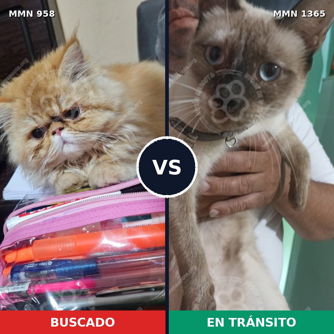 Comparativa MMS 25887: mascota perdida y mascota encontrada, 40% de similitud