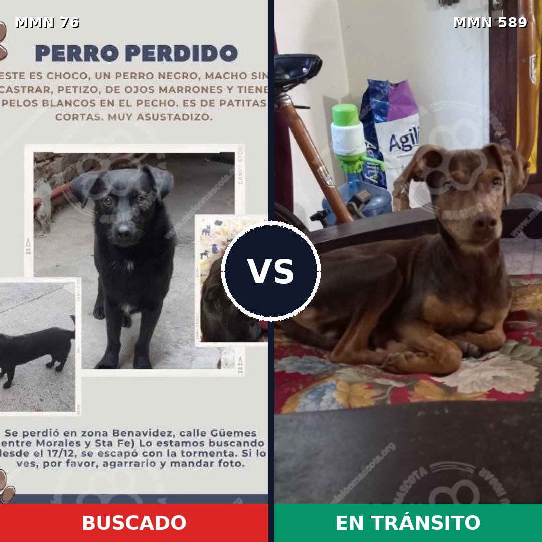 Comparativa MMS 2589: mascota perdida y mascota encontrada, 3% de similitud