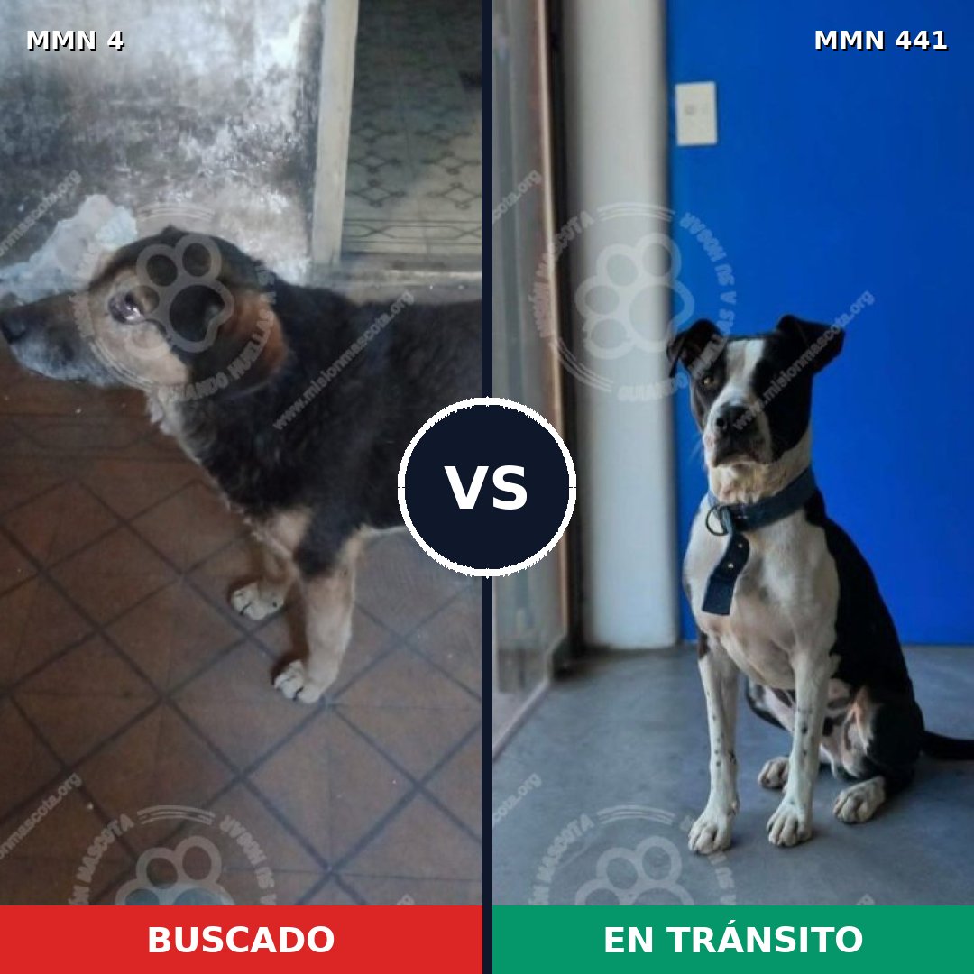 Comparativa MMS 259: mascota perdida y mascota encontrada, 67% de similitud