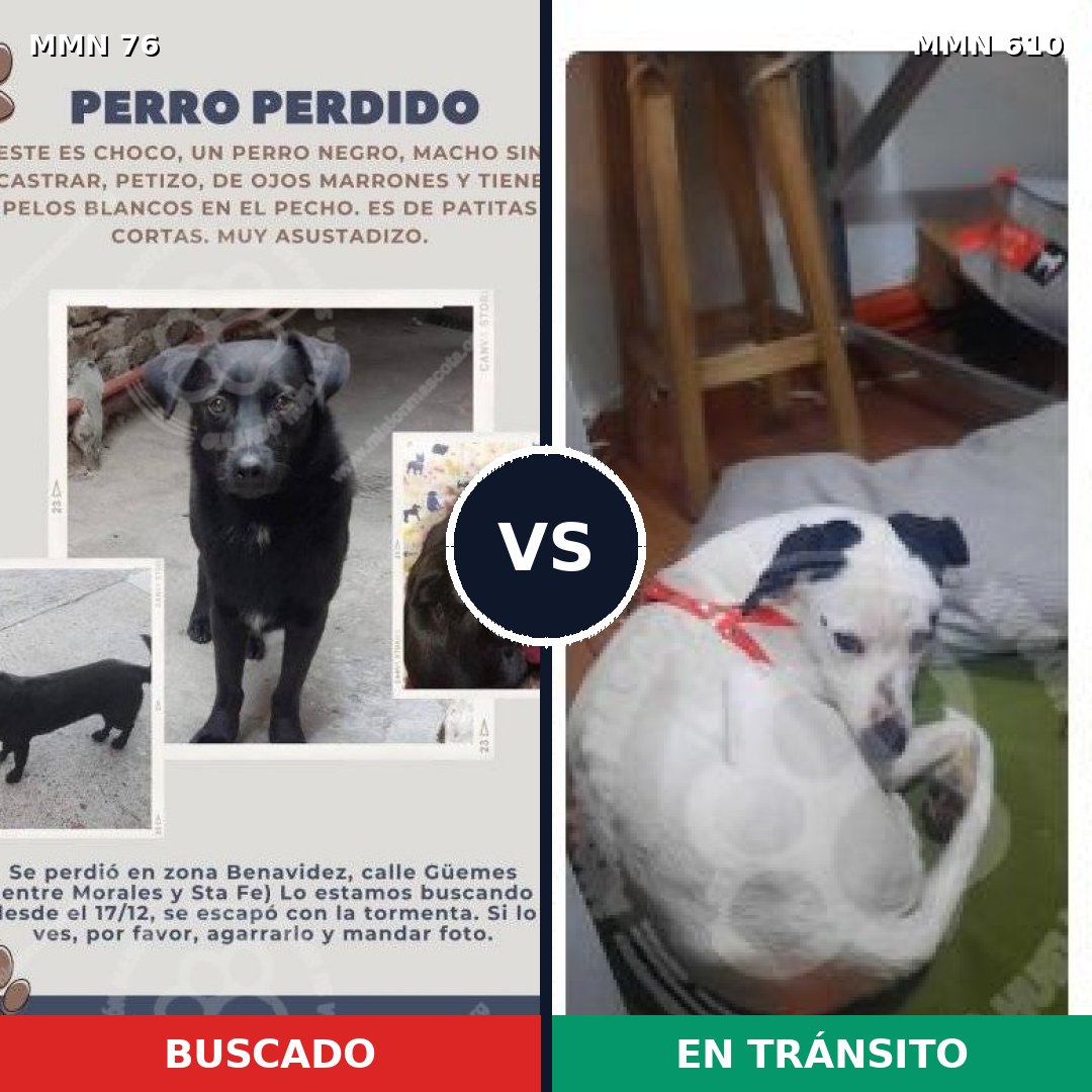 Comparativa MMS 2590: mascota perdida y mascota encontrada, 82% de similitud