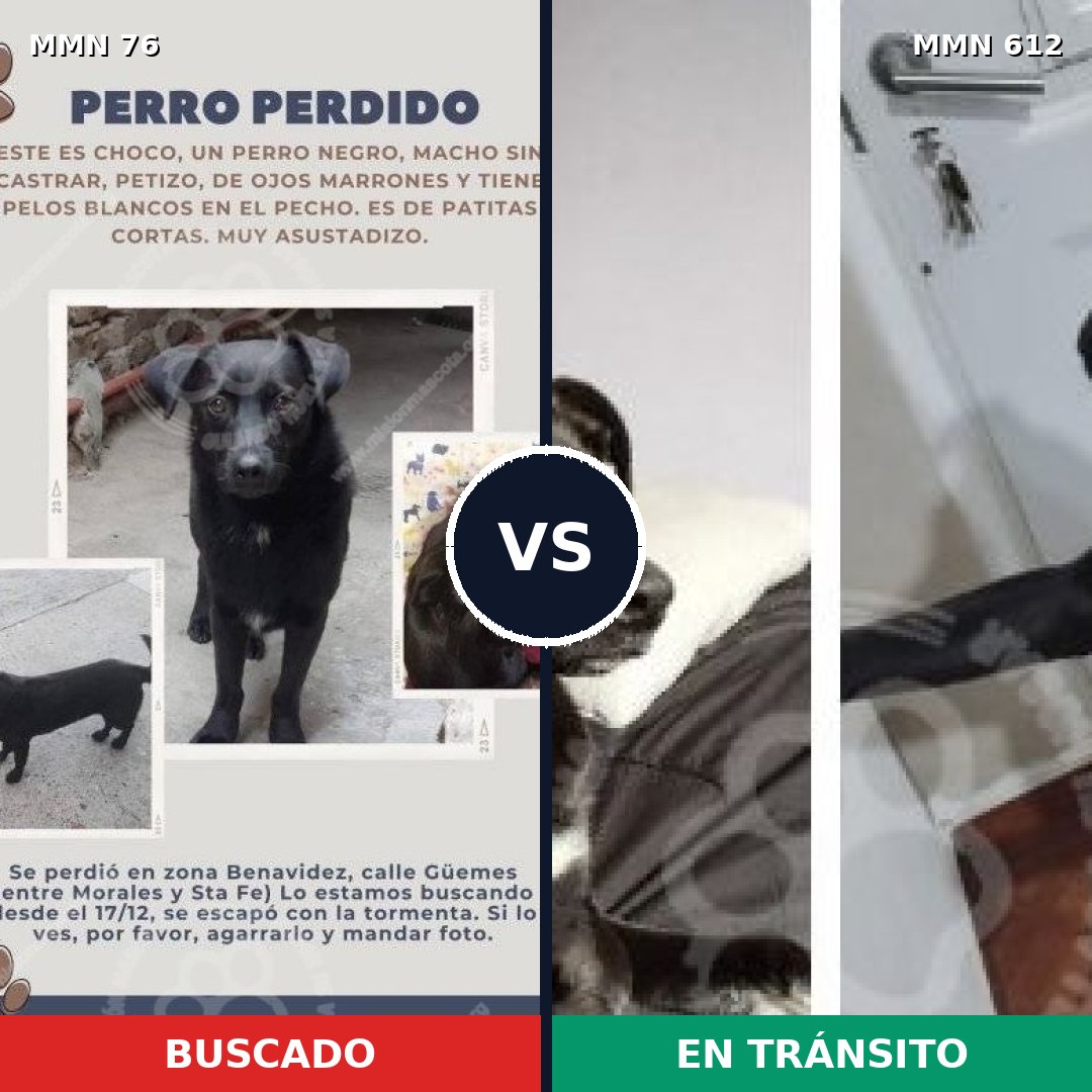 Comparativa MMS 2591: mascota perdida y mascota encontrada, 78% de similitud