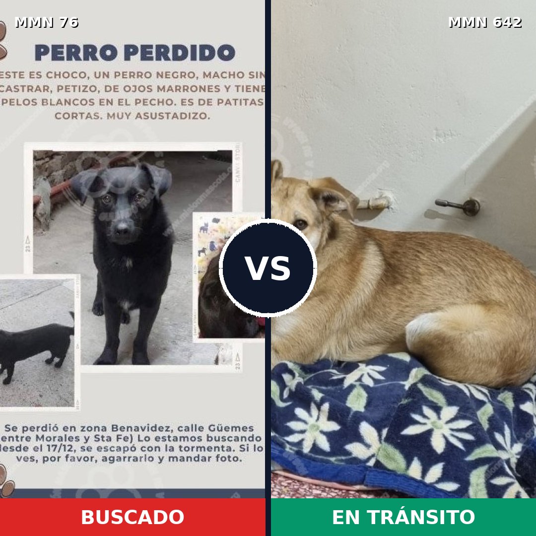 Comparativa MMS 2593: mascota perdida y mascota encontrada, 6% de similitud
