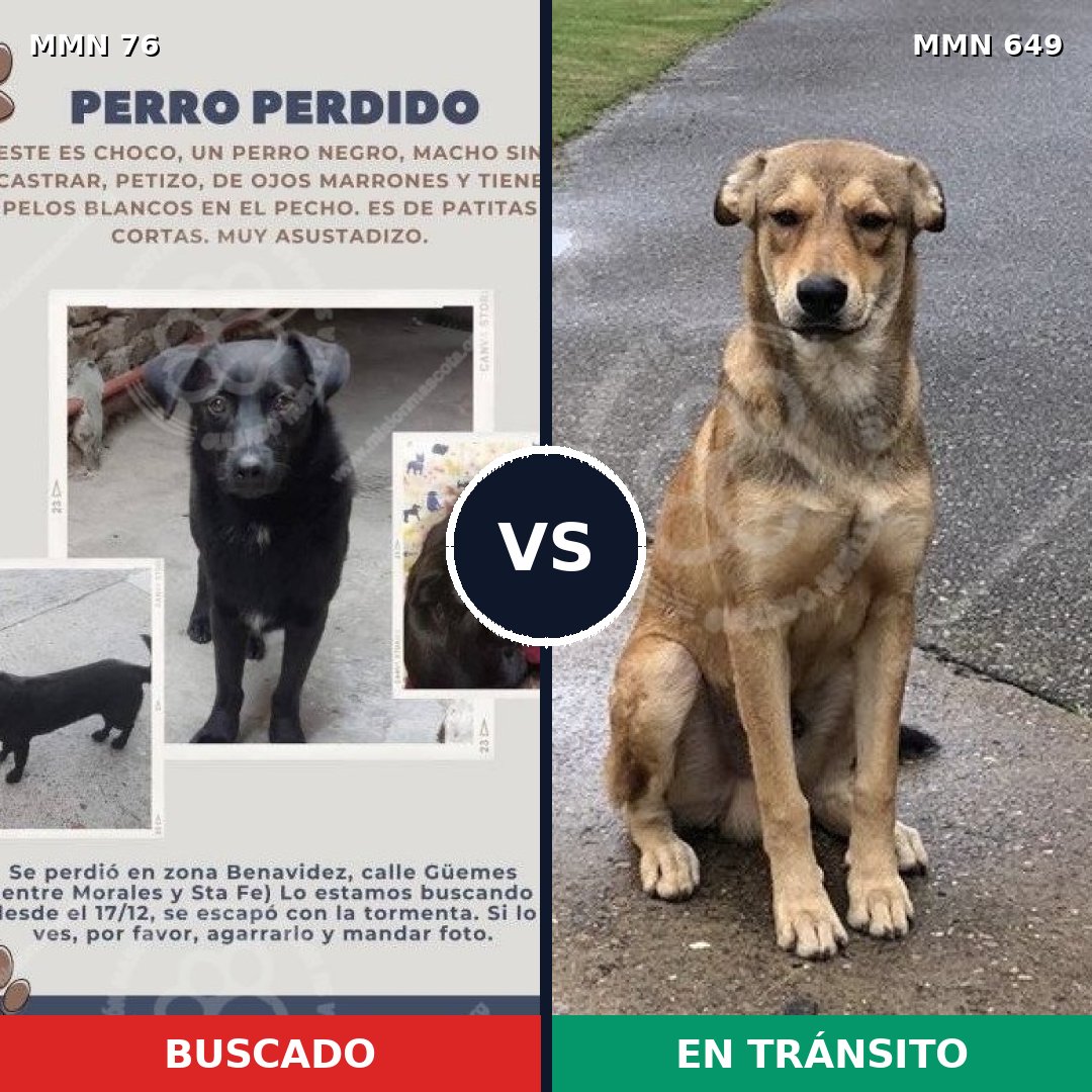 Comparativa MMS 2594: mascota perdida y mascota encontrada, 6% de similitud