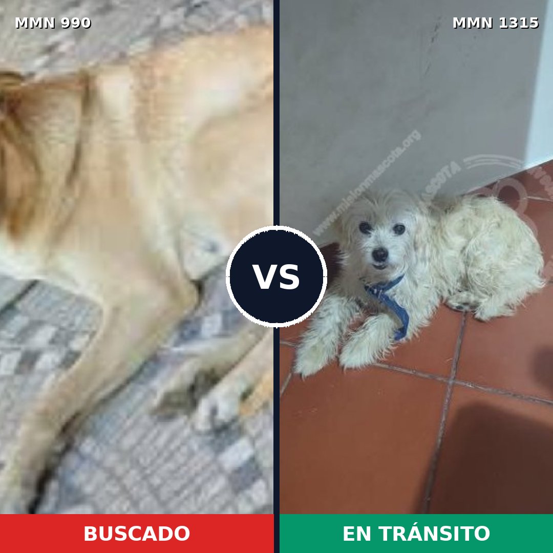 Comparativa MMS 25944: mascota perdida y mascota encontrada, 54% de similitud