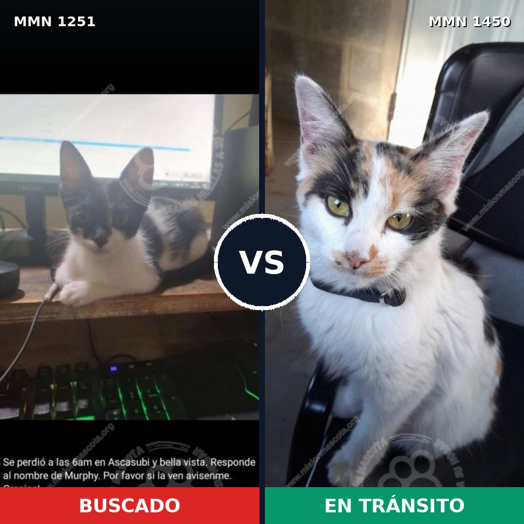 Comparativa MMS 25949: mascota perdida y mascota encontrada, 75% de similitud