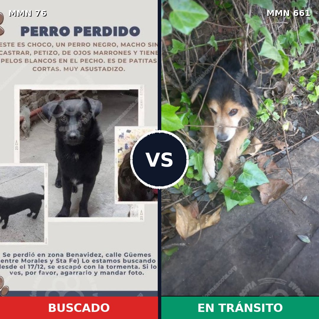Comparativa MMS 2595: mascota perdida y mascota encontrada, 7% de similitud