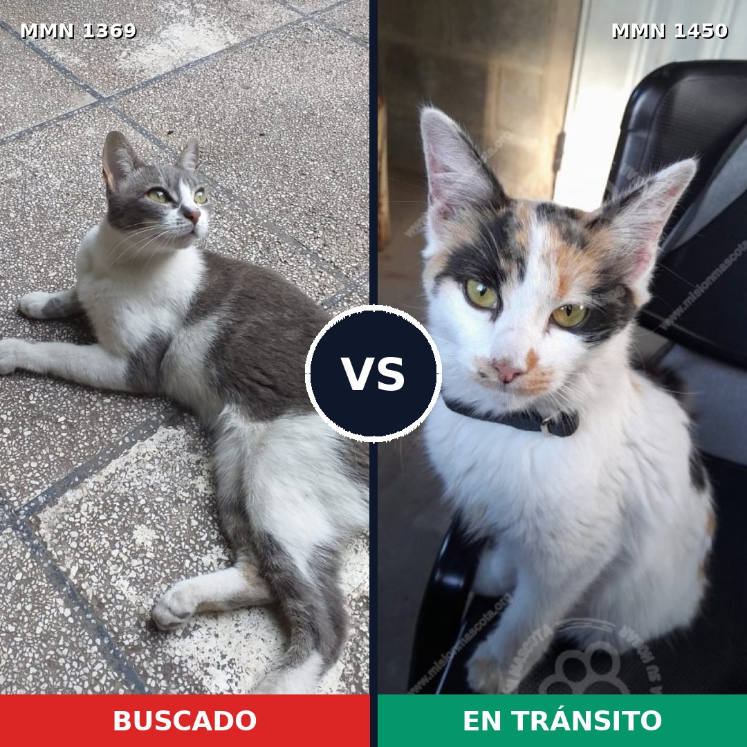 Comparativa MMS 25954: mascota perdida y mascota encontrada, 58% de similitud