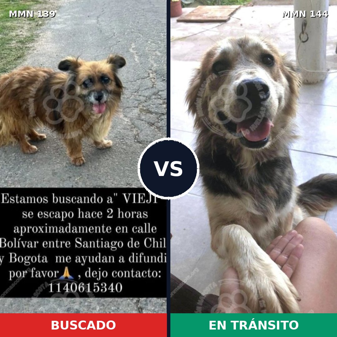 Comparativa MMS 25956: mascota perdida y mascota encontrada, 81% de similitud