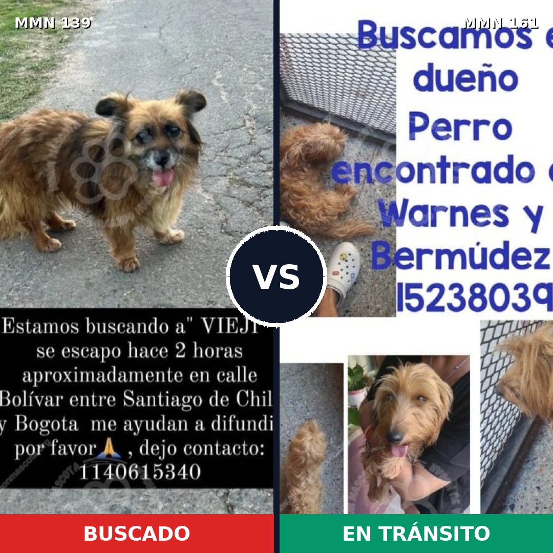 Comparativa MMS 25957: mascota perdida y mascota encontrada, 78% de similitud