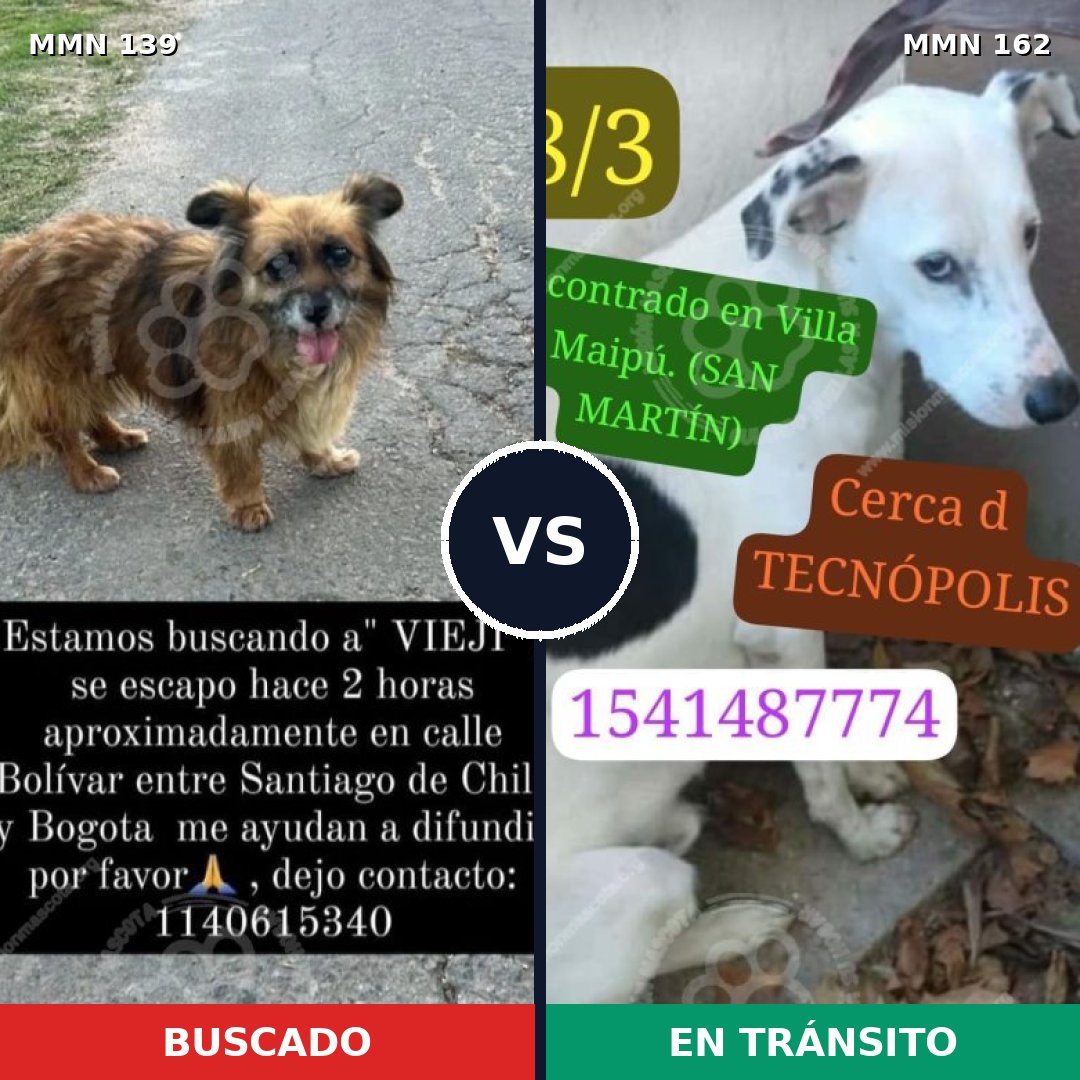 Comparativa MMS 25958: mascota perdida y mascota encontrada, 77% de similitud