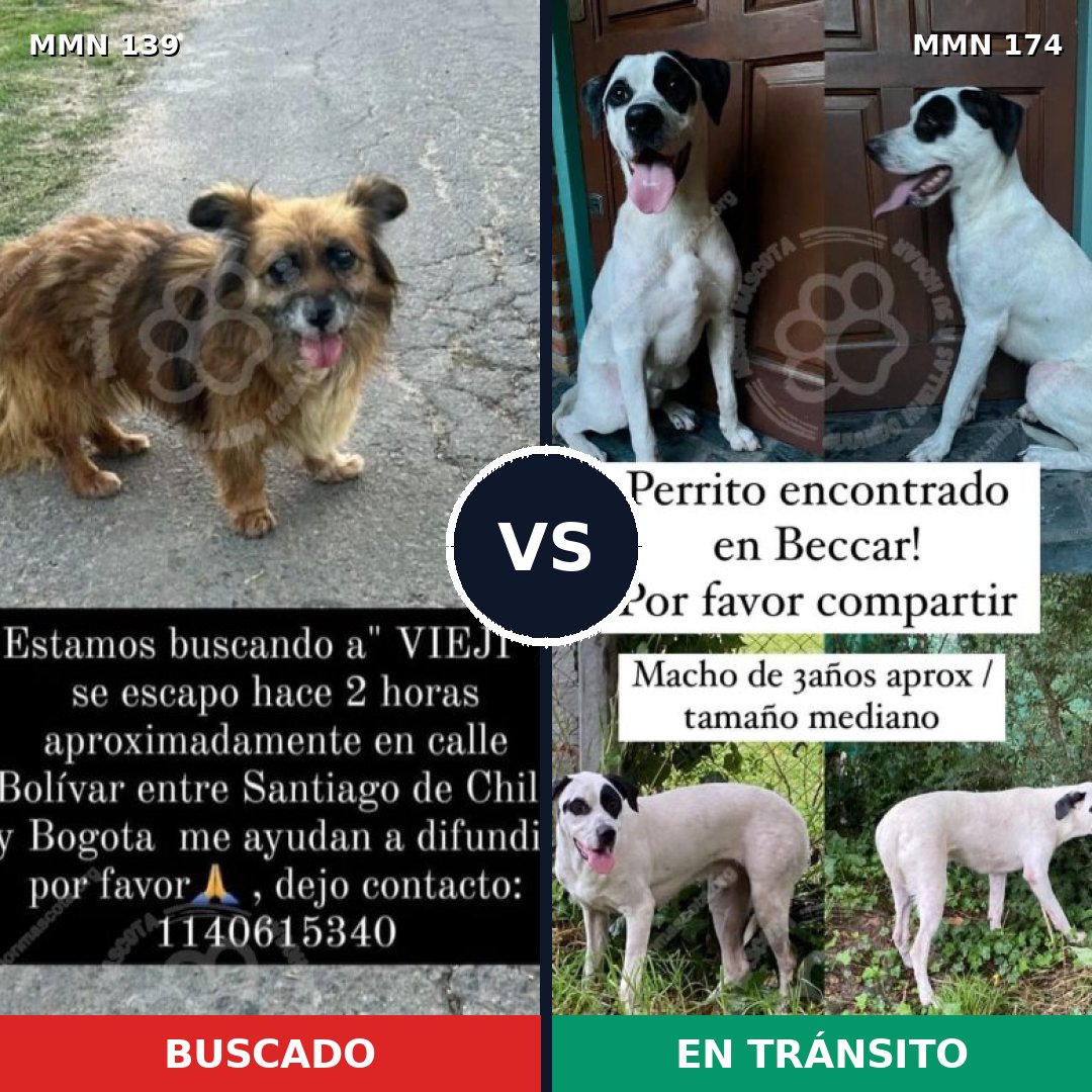 Comparativa MMS 25959: mascota perdida y mascota encontrada, 75% de similitud