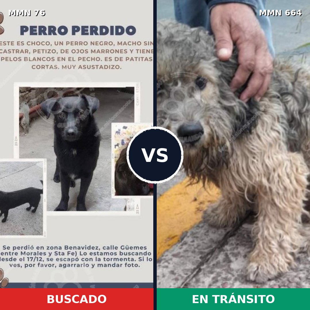 Comparativa MMS 2596: mascota perdida y mascota encontrada, 53% de similitud