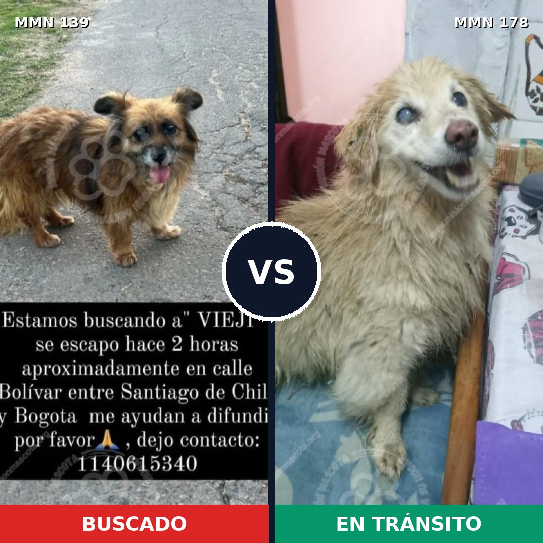 Comparativa MMS 25961: mascota perdida y mascota encontrada, 76% de similitud