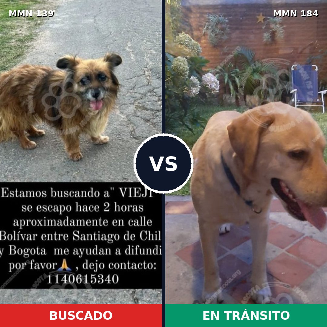 Comparativa MMS 25962: mascota perdida y mascota encontrada, 60% de similitud