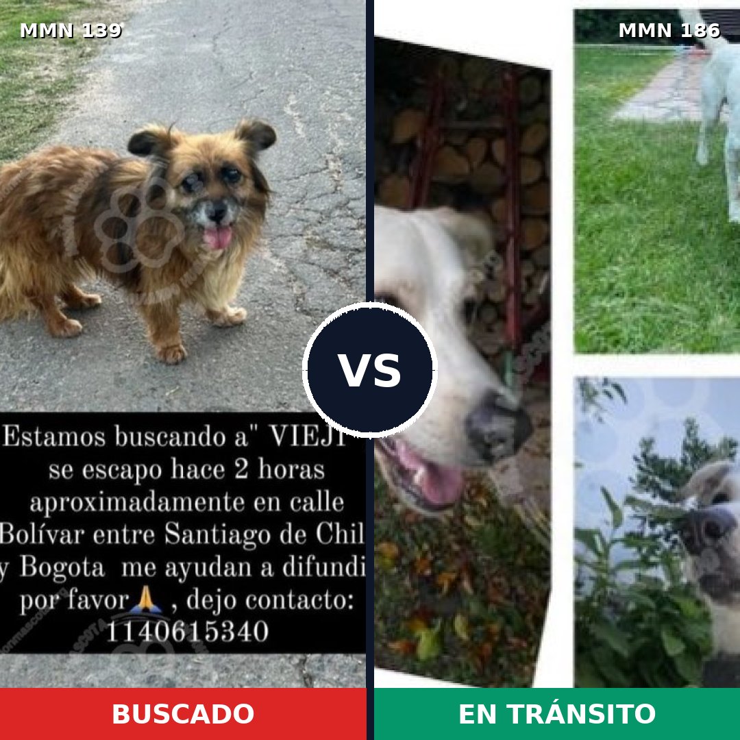Comparativa MMS 25963: mascota perdida y mascota encontrada, 61% de similitud