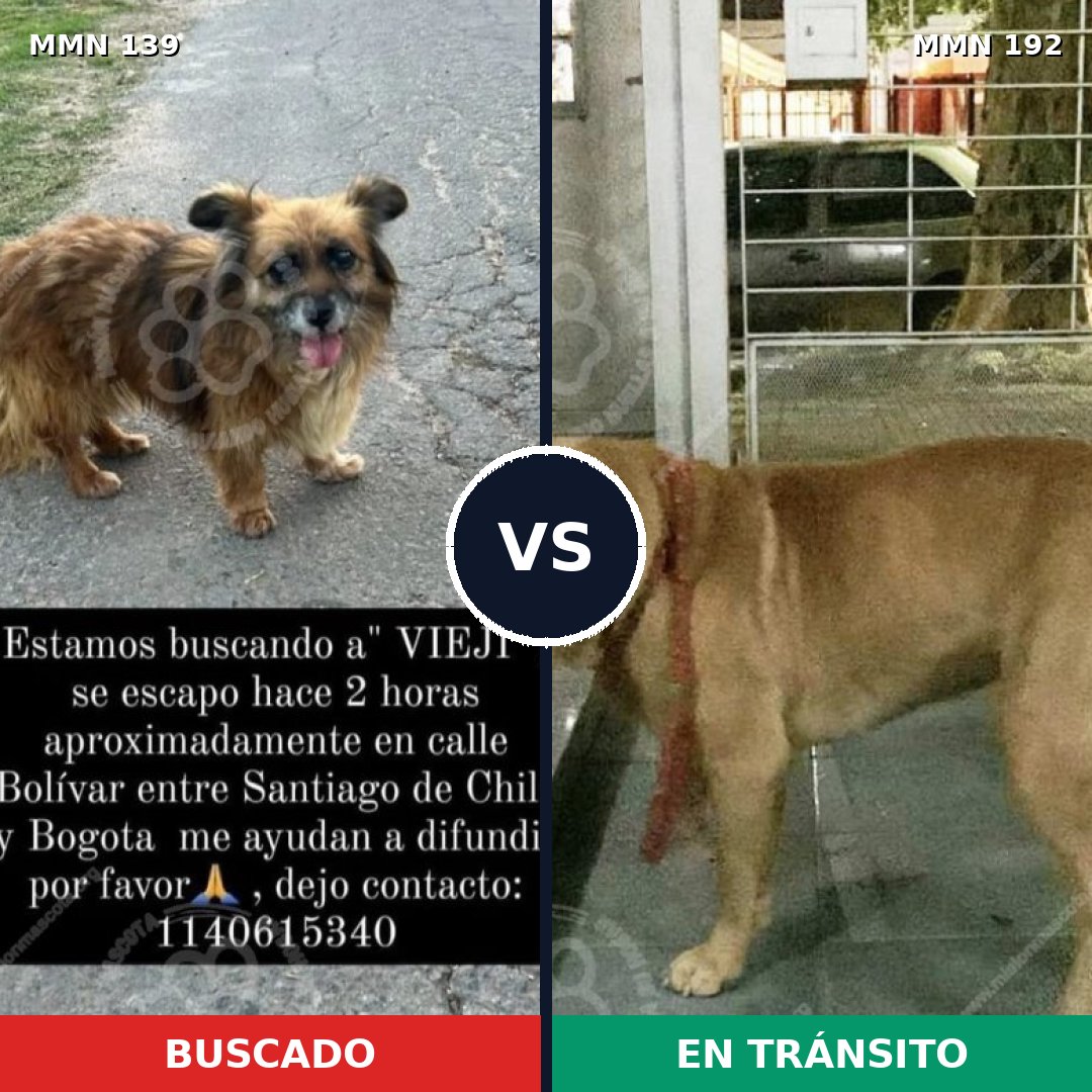Comparativa MMS 25964: mascota perdida y mascota encontrada, 72% de similitud