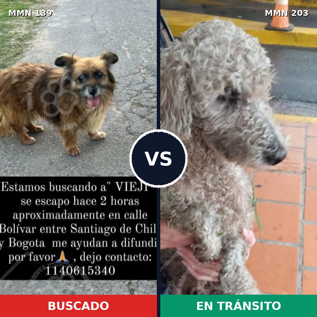 Comparativa MMS 25967: mascota perdida y mascota encontrada, 27% de similitud