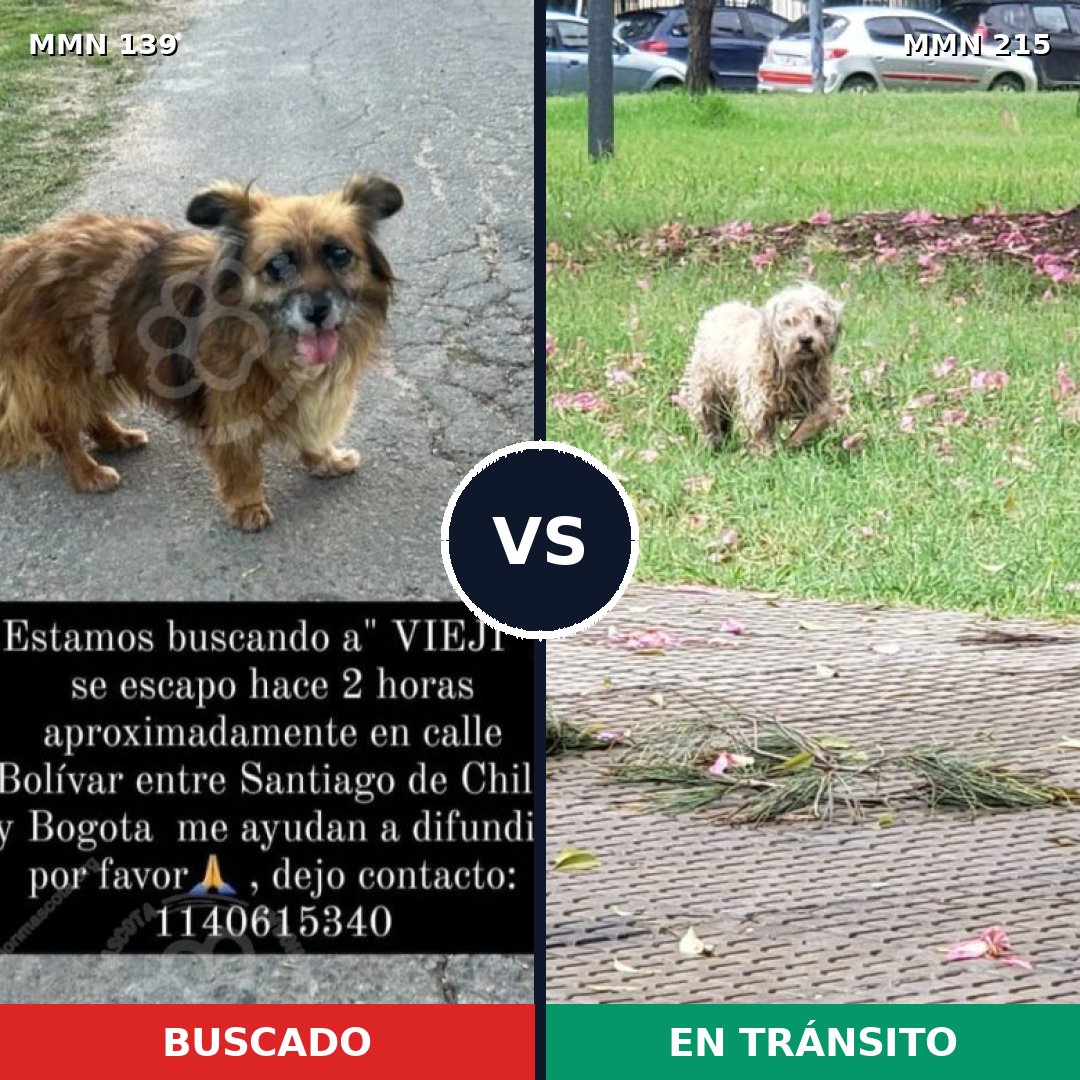 Comparativa MMS 25968: mascota perdida y mascota encontrada, 62% de similitud