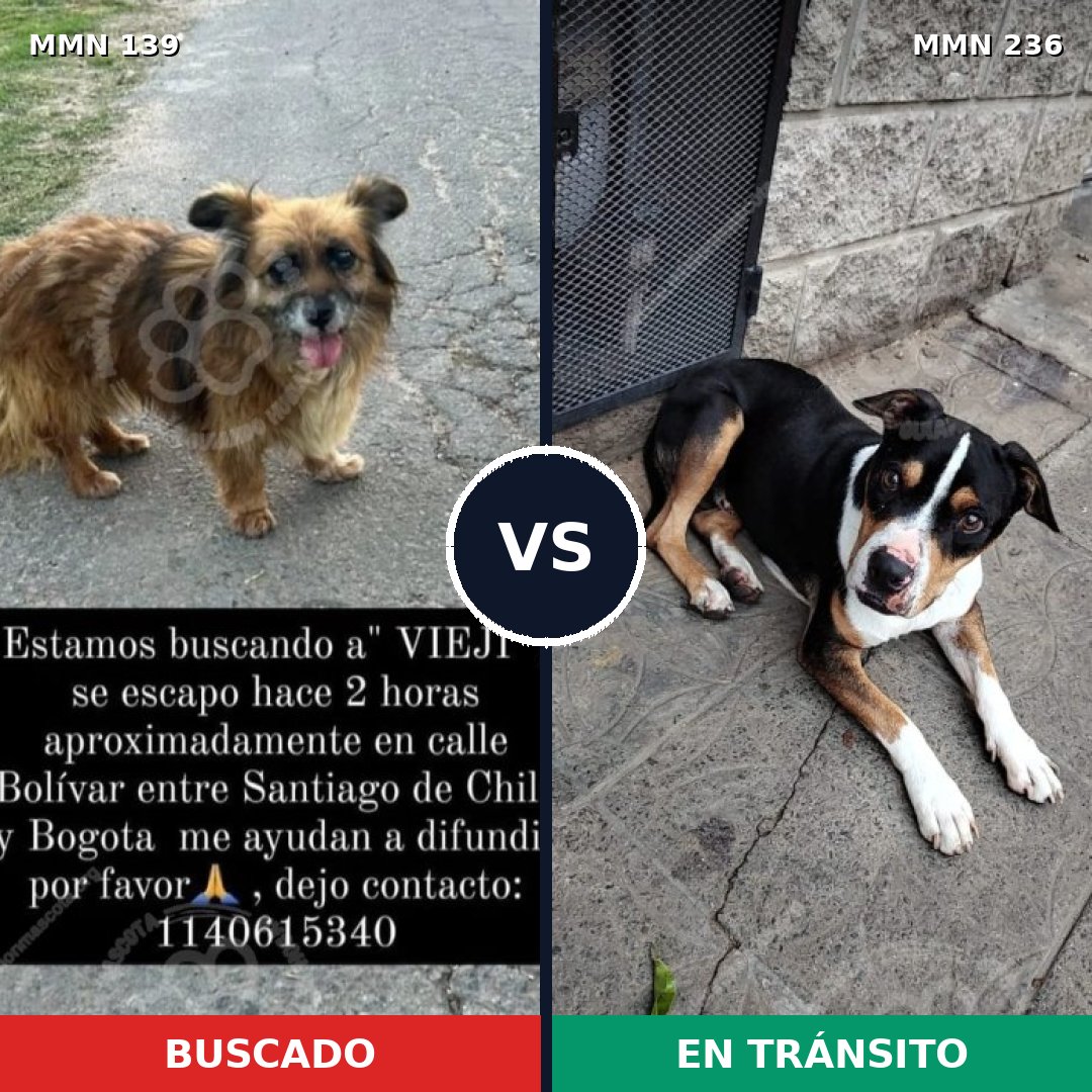 Comparativa MMS 25969: mascota perdida y mascota encontrada, 45% de similitud