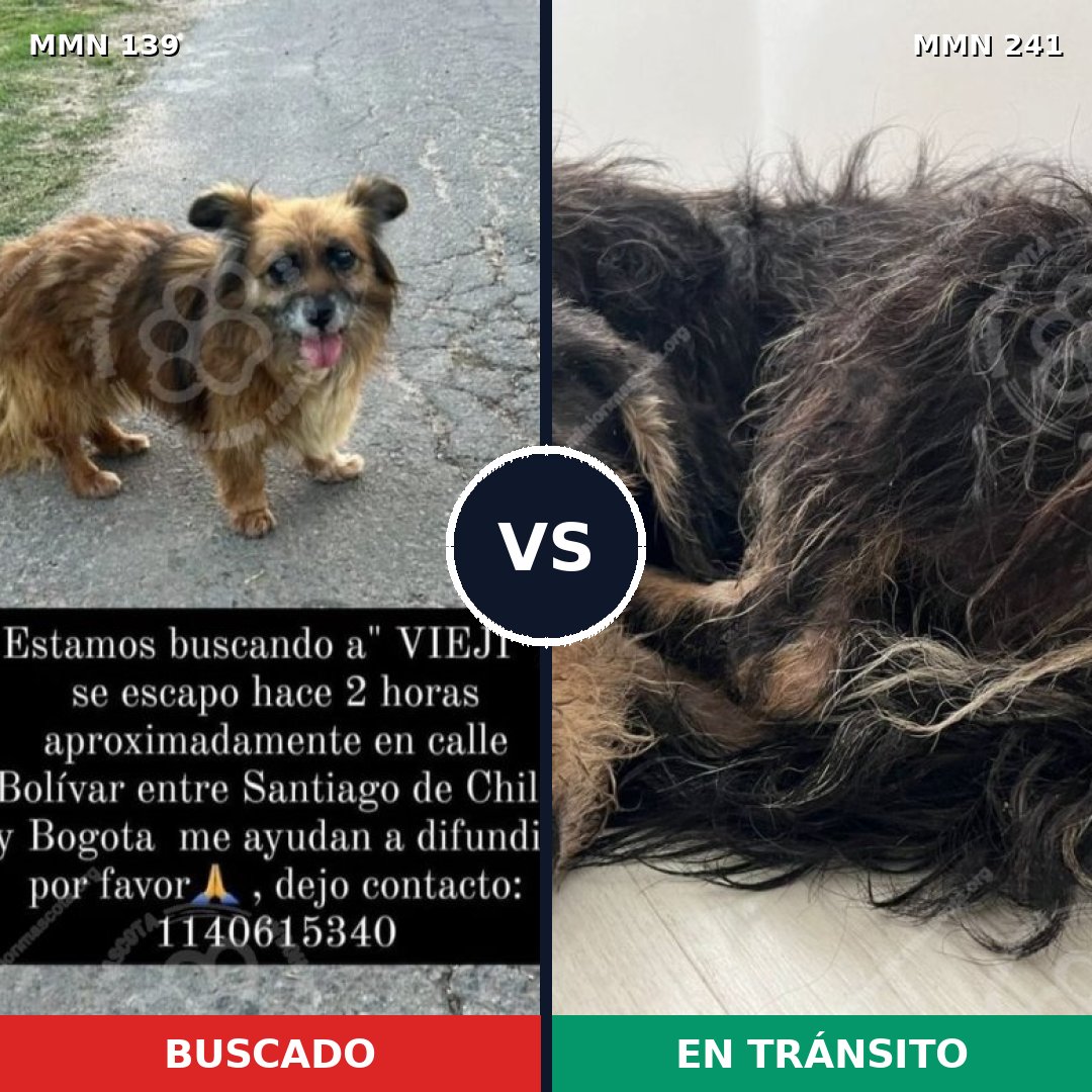 Comparativa MMS 25970: mascota perdida y mascota encontrada, 67% de similitud