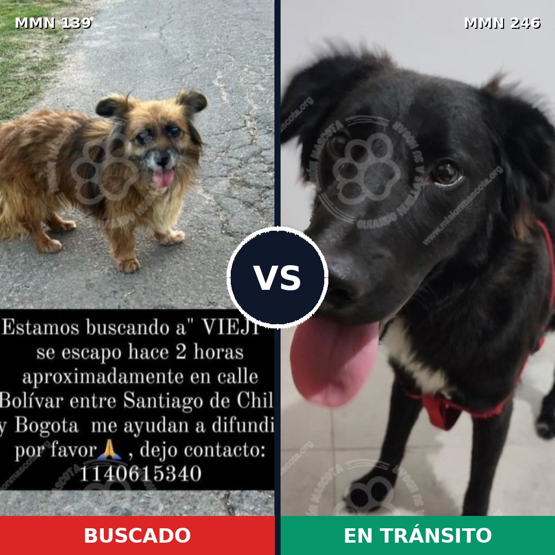 Comparativa MMS 25973: mascota perdida y mascota encontrada, 78% de similitud