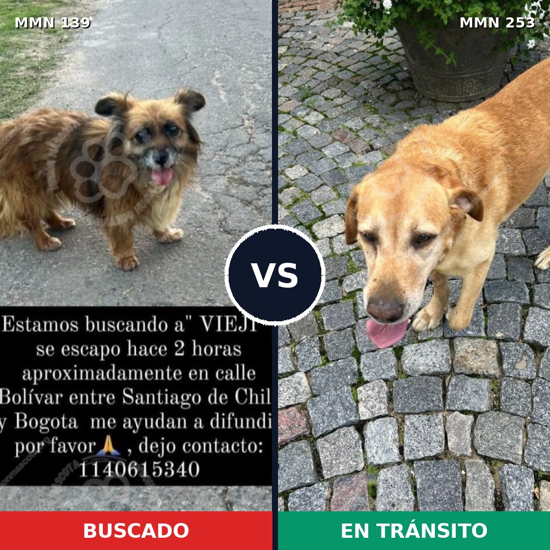 Comparativa MMS 25974: mascota perdida y mascota encontrada, 70% de similitud