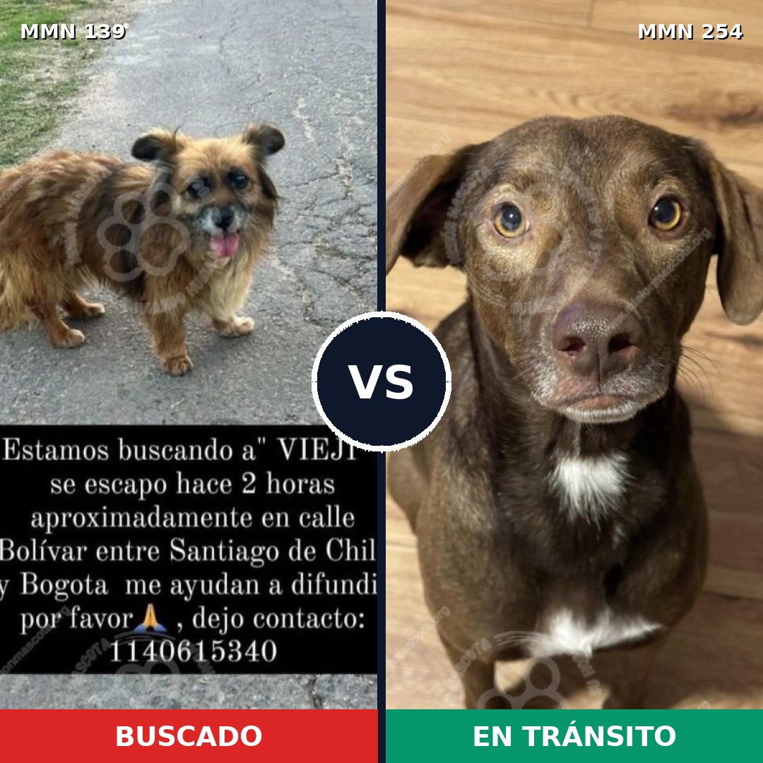 Comparativa MMS 25975: mascota perdida y mascota encontrada, 70% de similitud