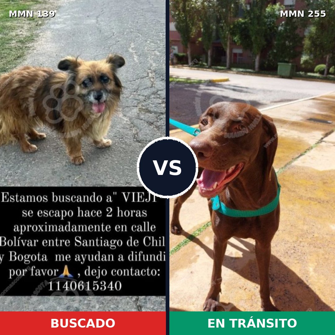 Comparativa MMS 25976: mascota perdida y mascota encontrada, 57% de similitud