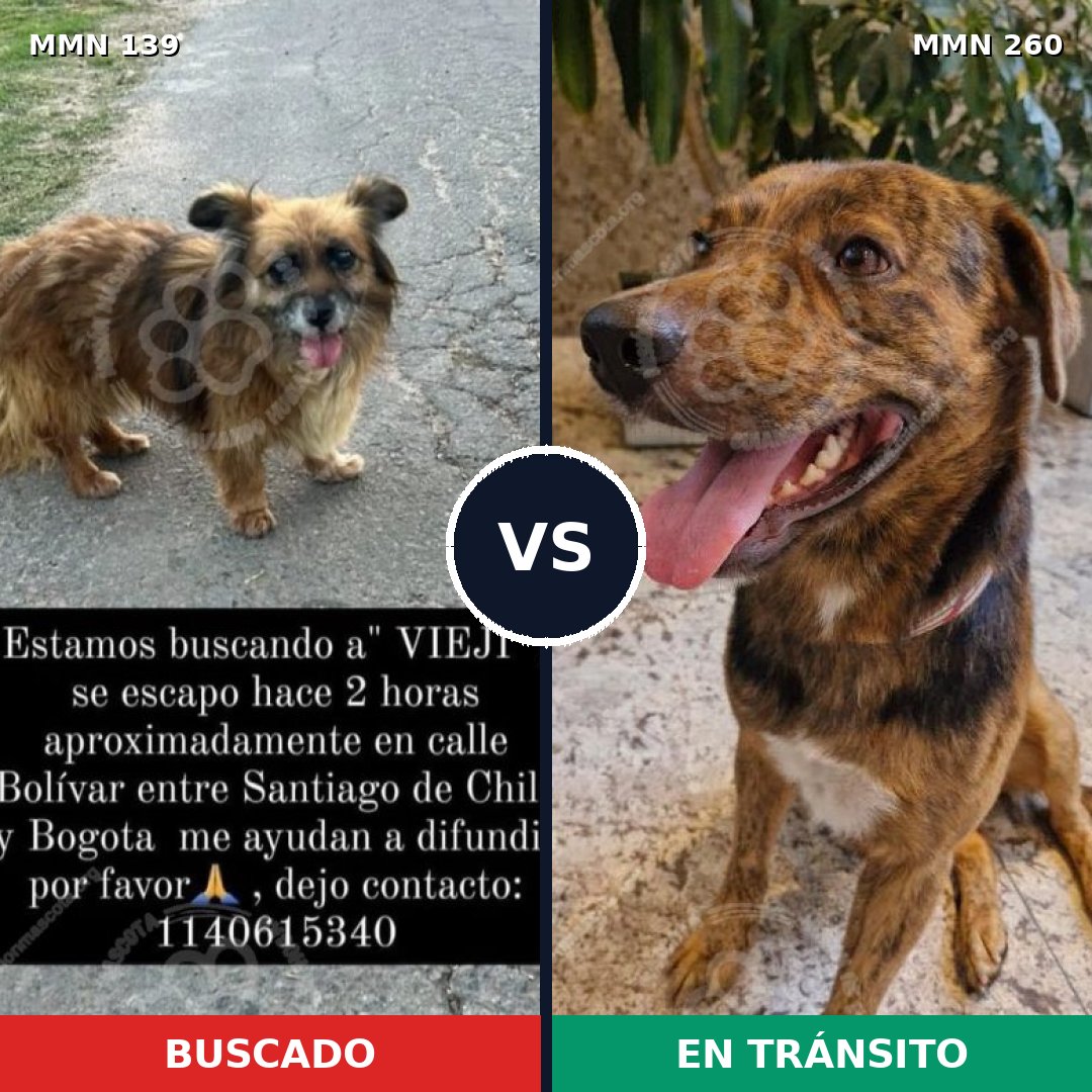 Comparativa MMS 25977: mascota perdida y mascota encontrada, 65% de similitud