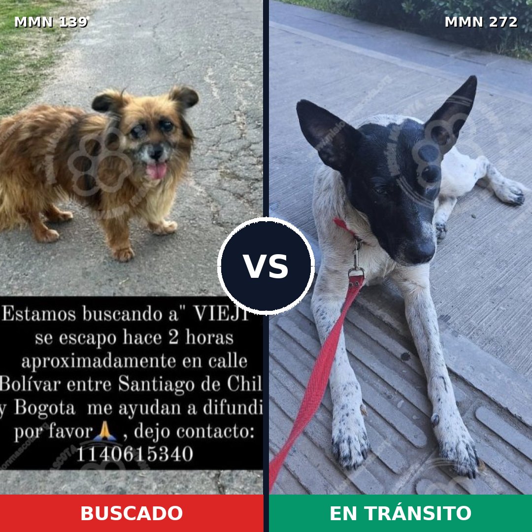 Comparativa MMS 25978: mascota perdida y mascota encontrada, 65% de similitud