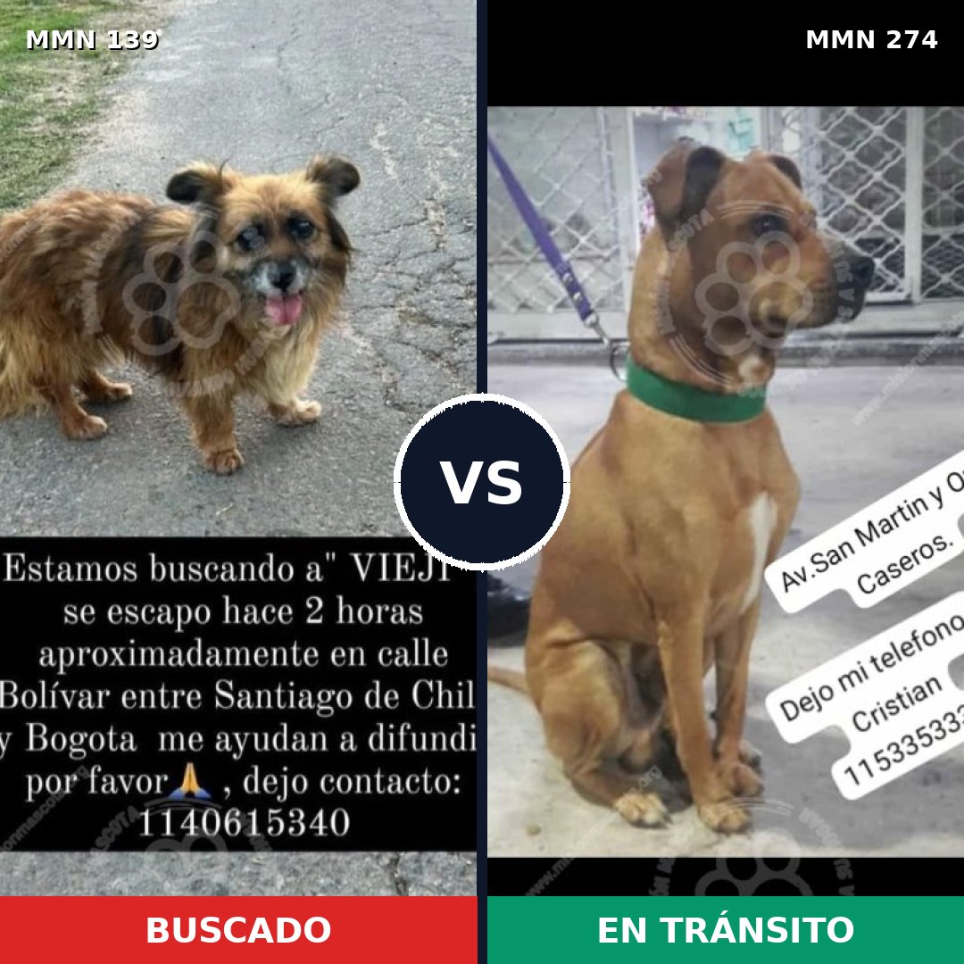 Comparativa MMS 25979: mascota perdida y mascota encontrada, 72% de similitud