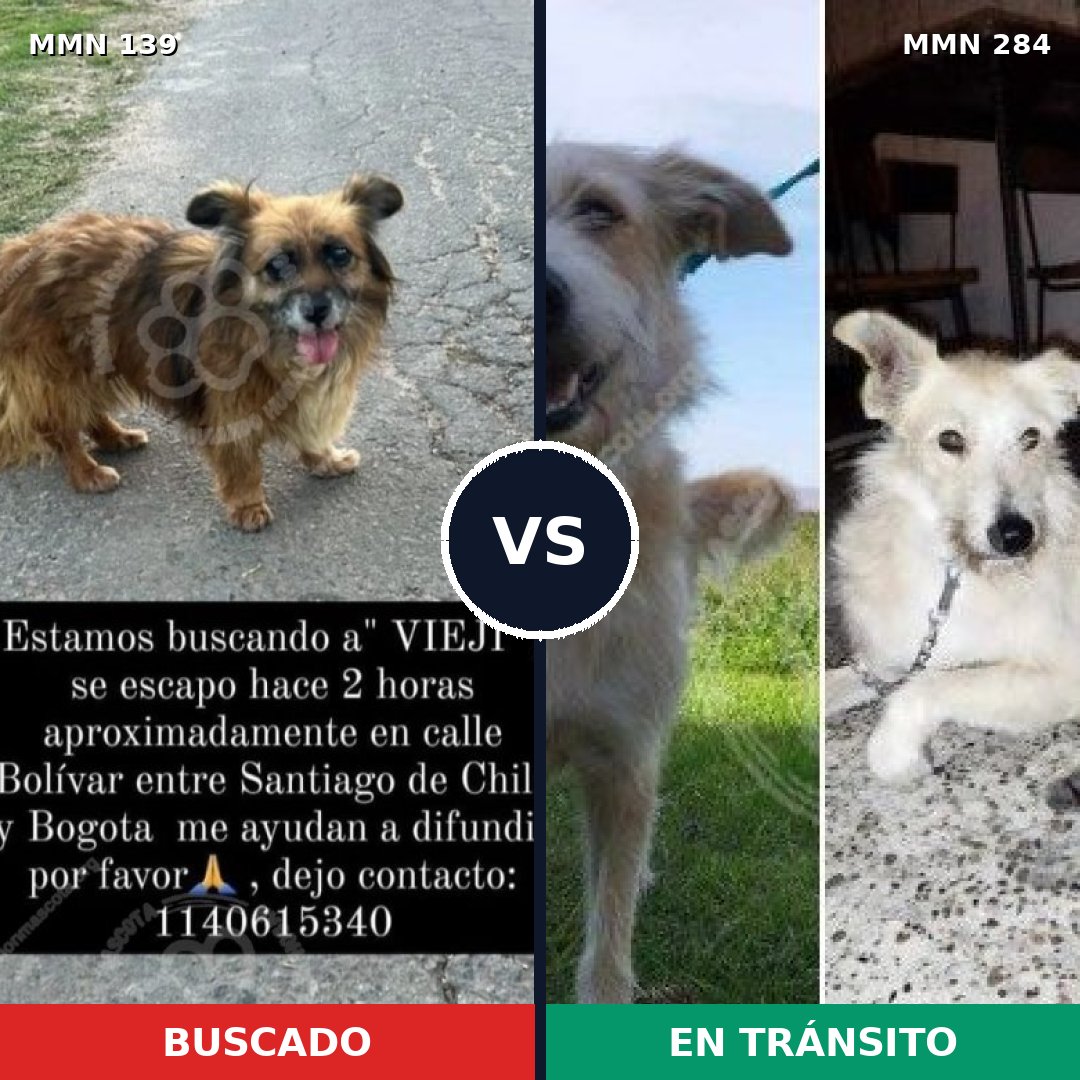 Comparativa MMS 25980: mascota perdida y mascota encontrada, 69% de similitud