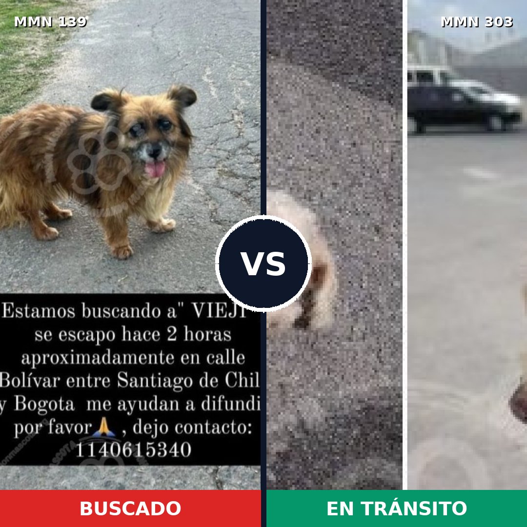 Comparativa MMS 25981: mascota perdida y mascota encontrada, 27% de similitud
