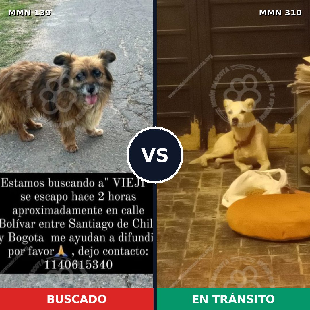 Comparativa MMS 25982: mascota perdida y mascota encontrada, 69% de similitud