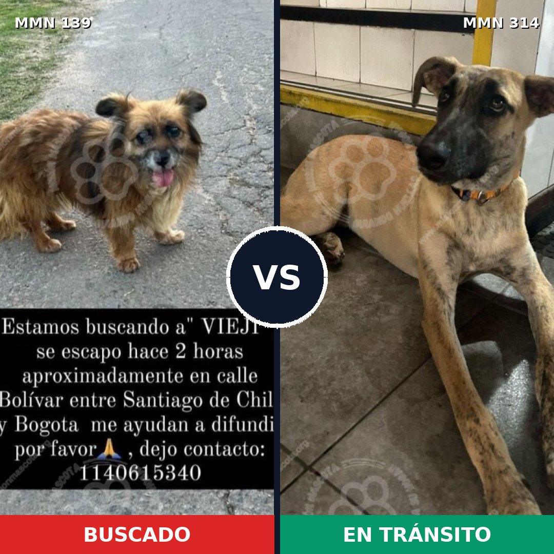 Comparativa MMS 25983: mascota perdida y mascota encontrada, 62% de similitud