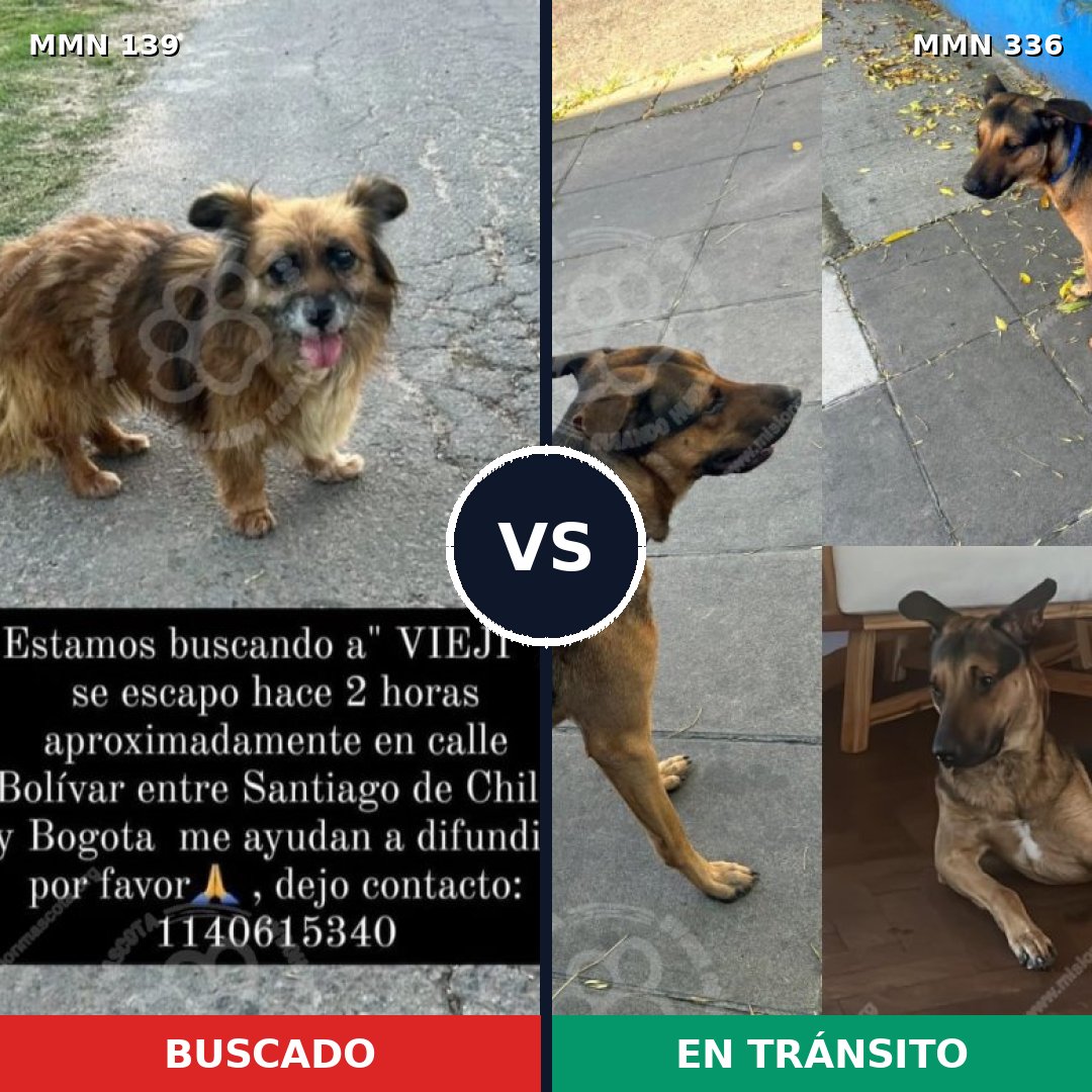 Comparativa MMS 25984: mascota perdida y mascota encontrada, 72% de similitud