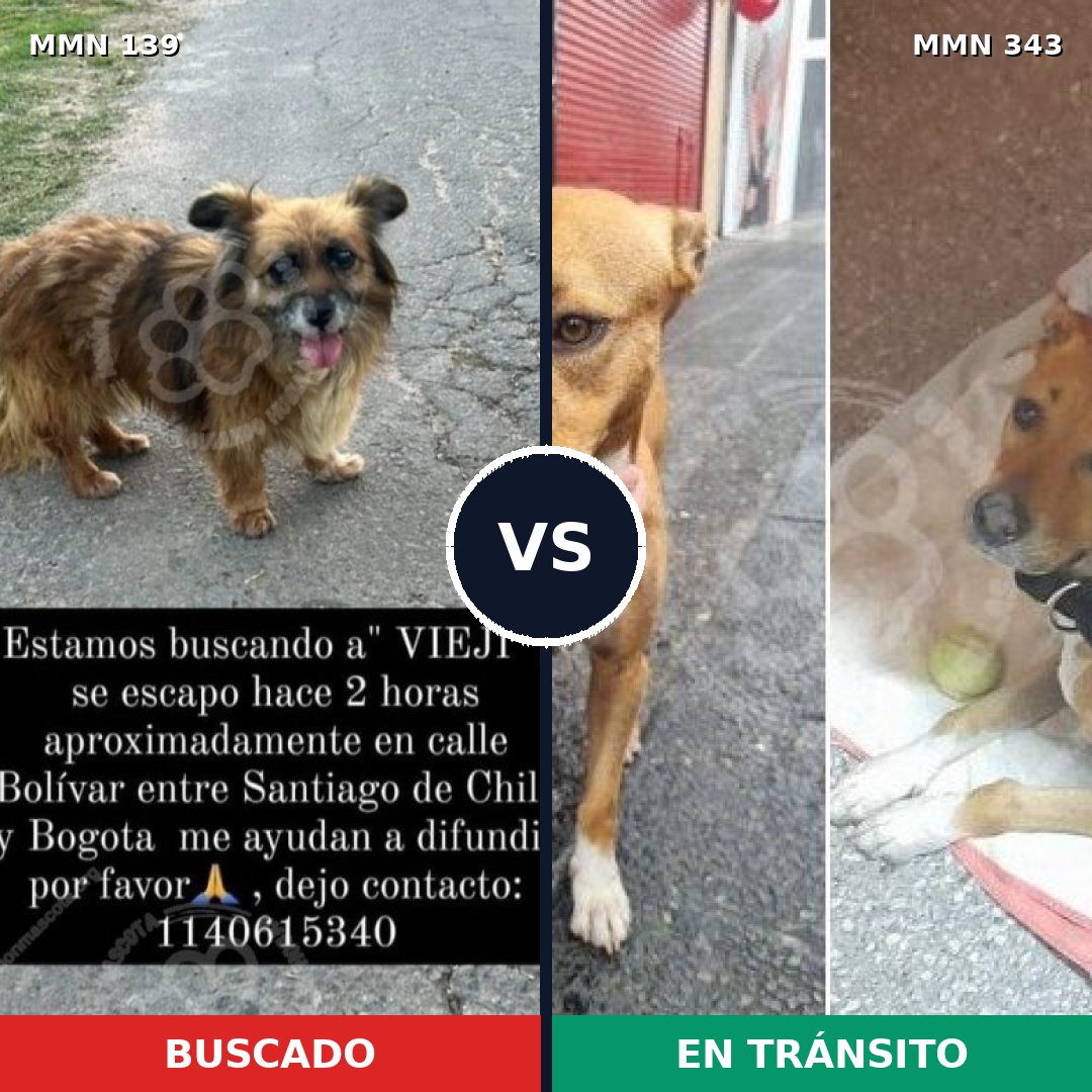 Comparativa MMS 25985: mascota perdida y mascota encontrada, 68% de similitud