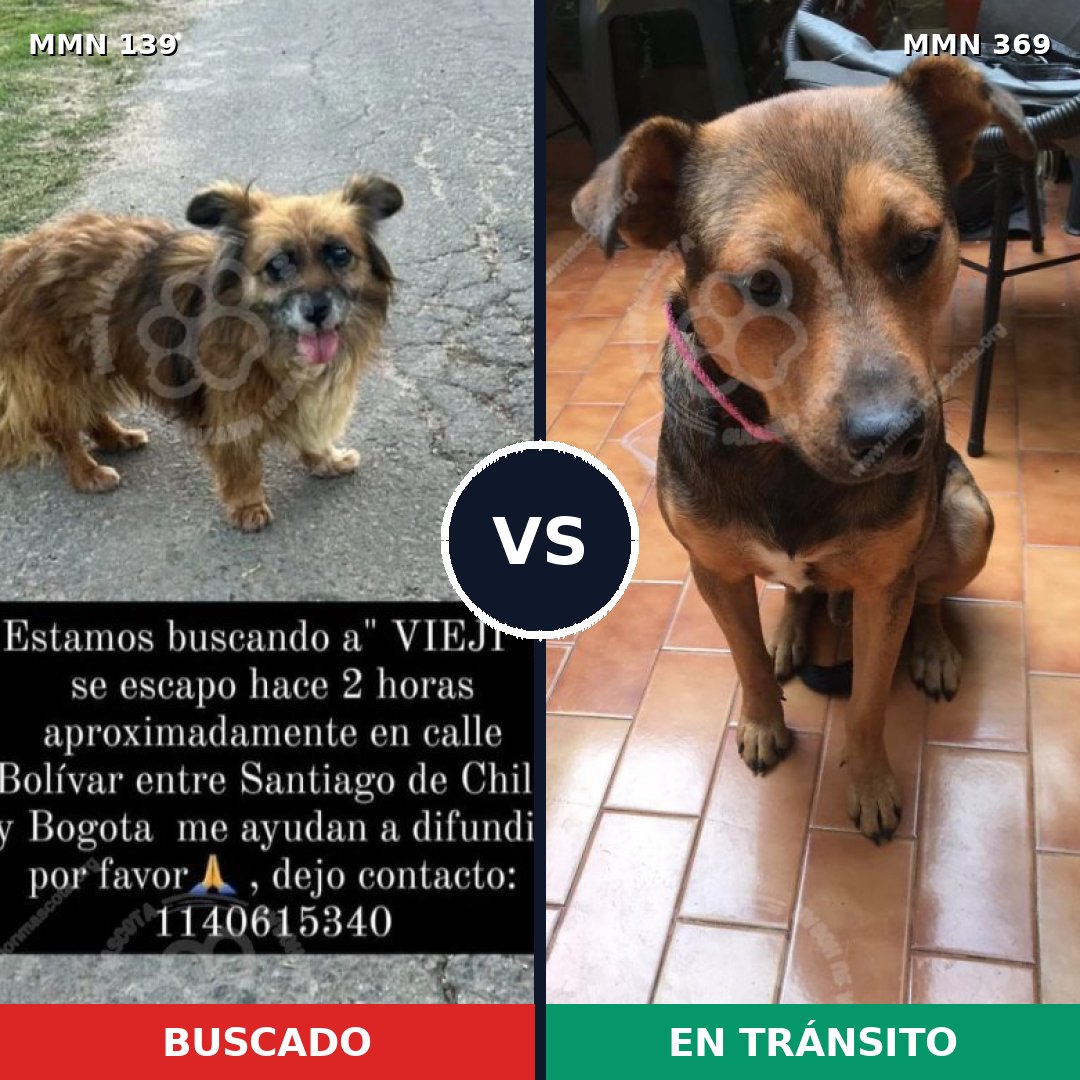 Comparativa MMS 25986: mascota perdida y mascota encontrada, 76% de similitud