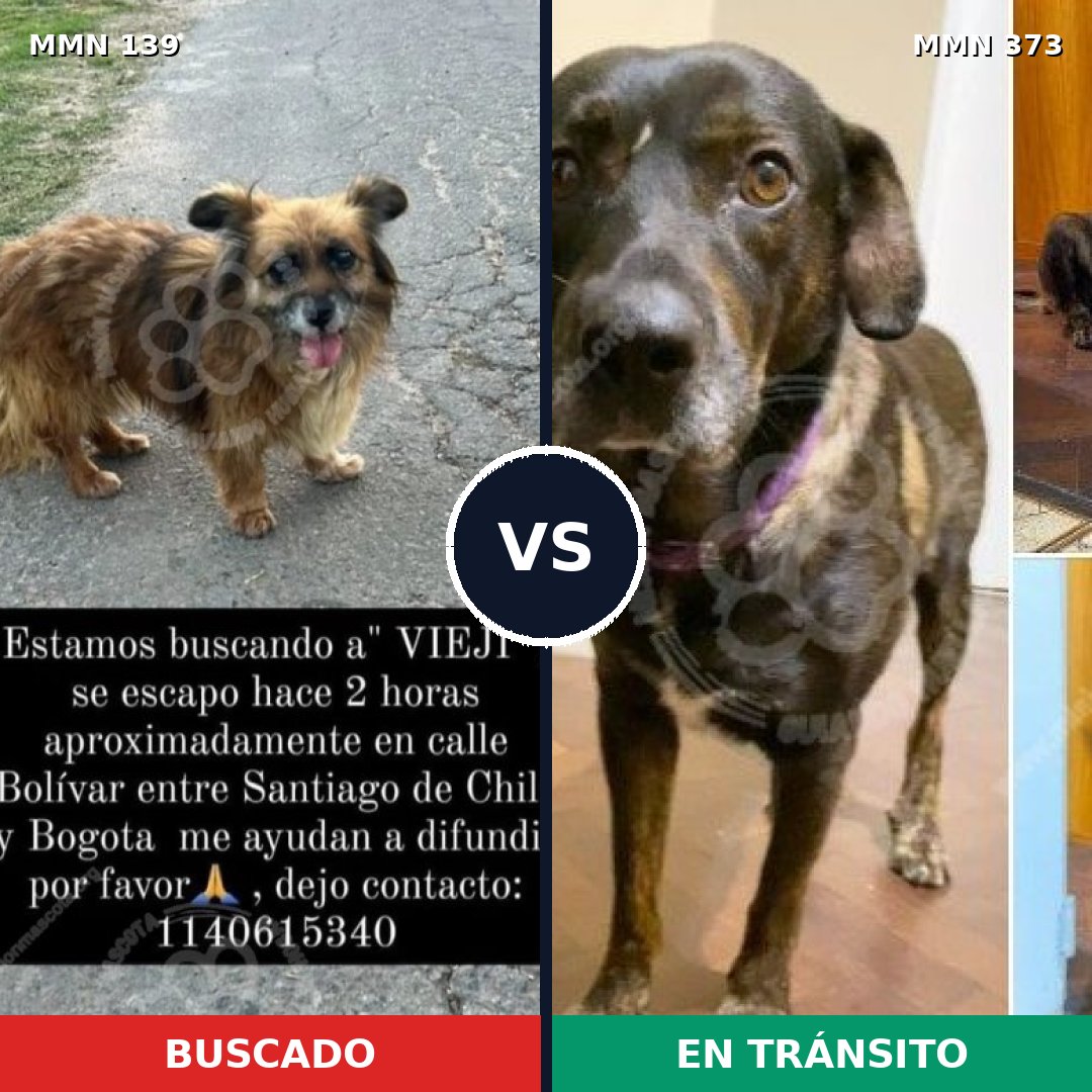 Comparativa MMS 25987: mascota perdida y mascota encontrada, 66% de similitud
