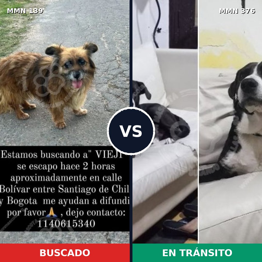 Comparativa MMS 25988: mascota perdida y mascota encontrada, 73% de similitud